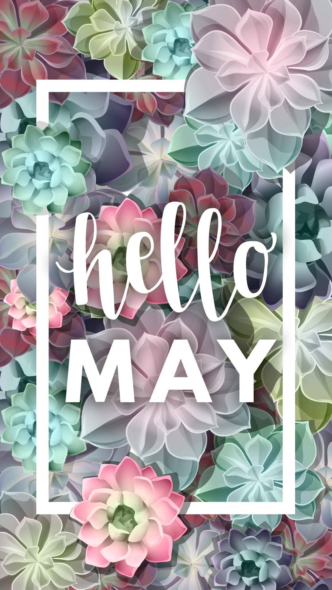 Hello May Colorful Succulents — 1080x1920 wallpaper