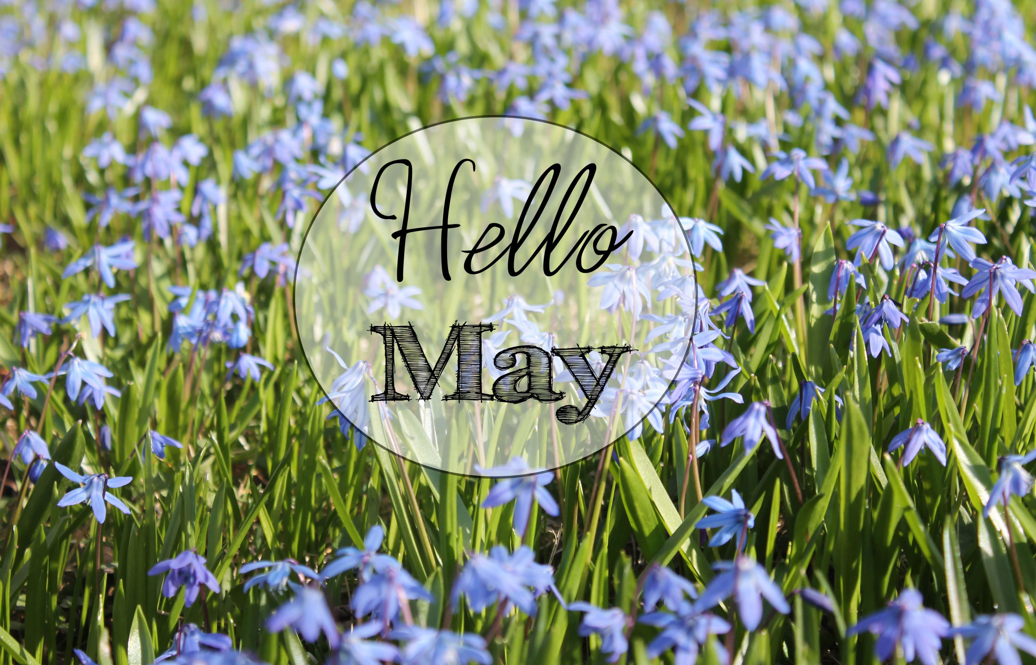 hello may in the grass — 4272x2744 wallpaper