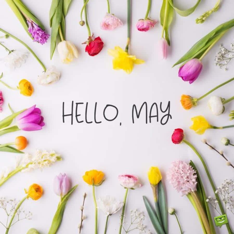 hello may written on a white background with colorful flowers — 900x900 wallpaper