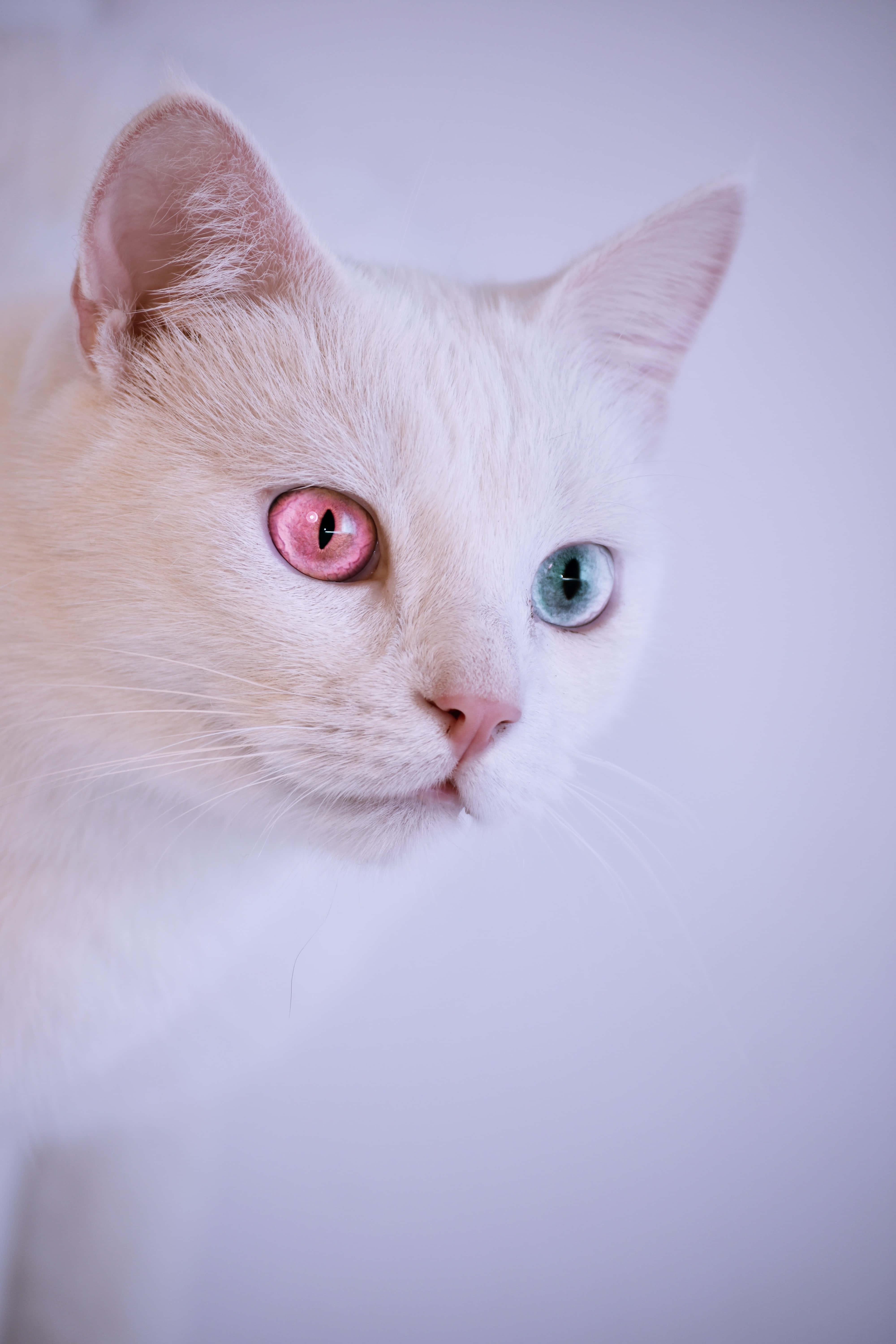 Heterochromia Cute Cat PFP — 4000x6000 wallpaper