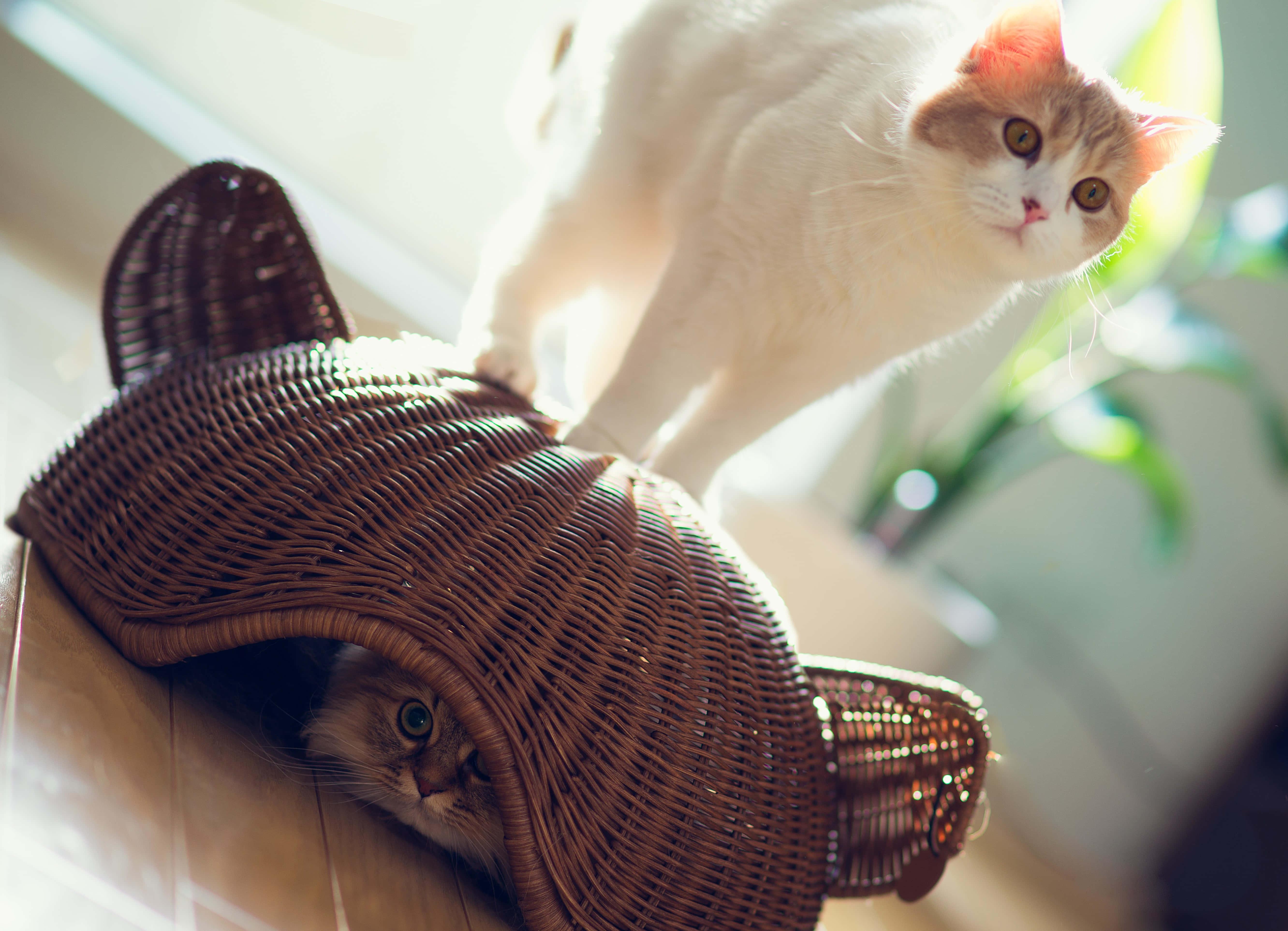 Hiding Cute Cat PFP — 5327x3851 wallpaper