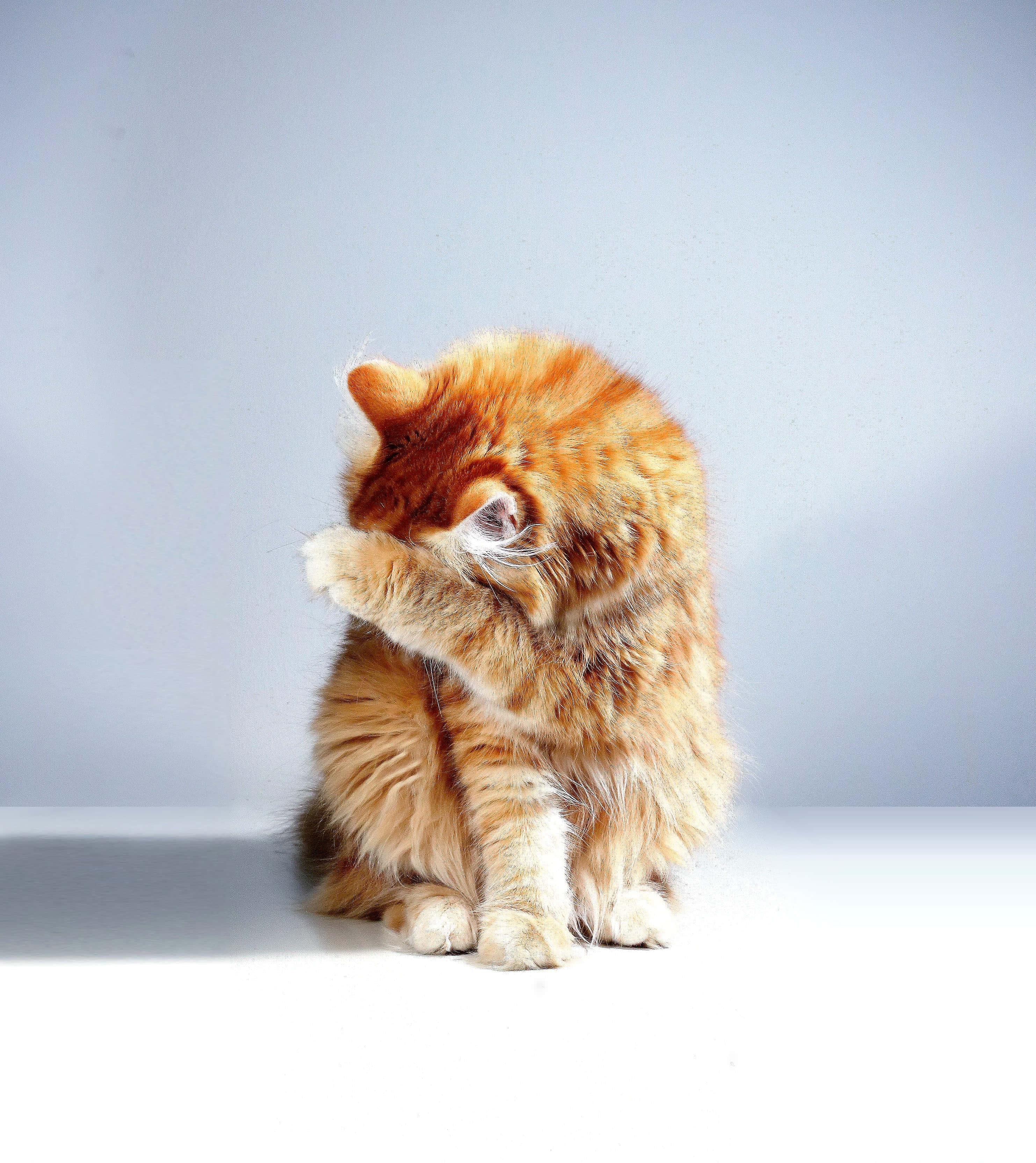 Hiding Ginger Cute Cat PFP — 2965x3329 wallpaper