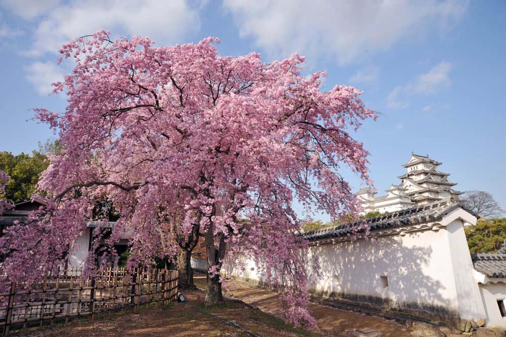 Himeji Castle Cherry Blossom Tree Picture — 1000x665 wallpaper