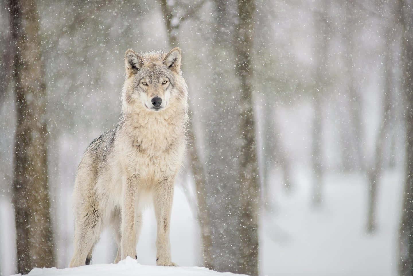 Howling Wolf in the Wild — 1440x962 wallpaper