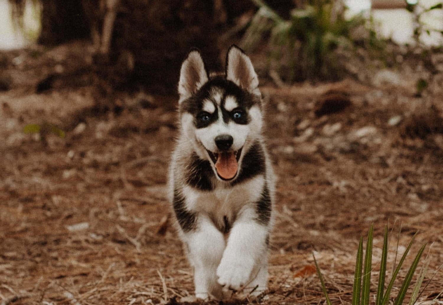 Husky Puppy Picture — 1500x1036 wallpaper