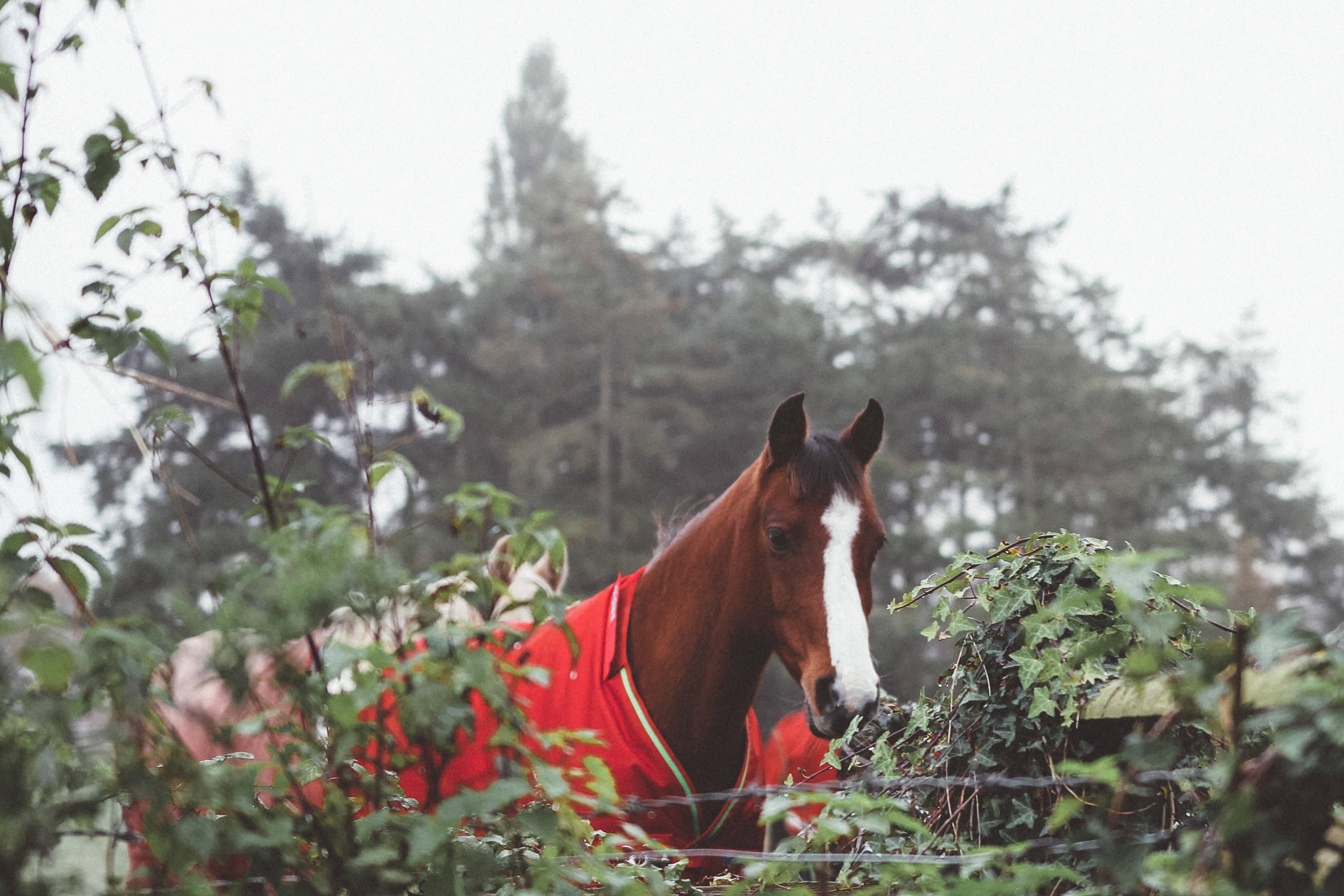 Image A Spectacular Brown Horse in a Red Suit — 3370x2247 wallpaper