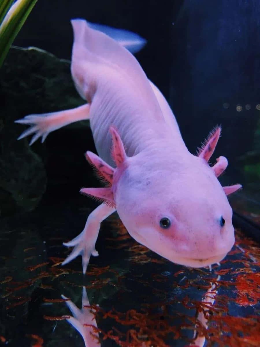 Image "Axolotl Underwater, Mexico" — 900x1200 wallpaper