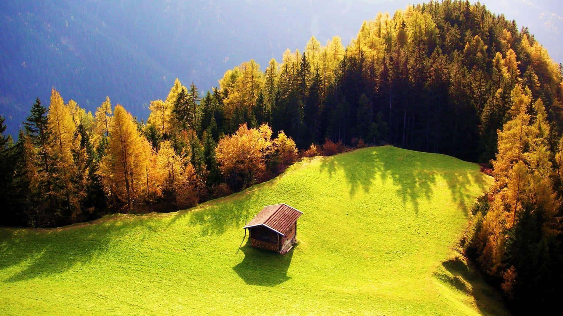 Image Bright Greenery in a Field in Germany — 1920x1080 wallpaper
