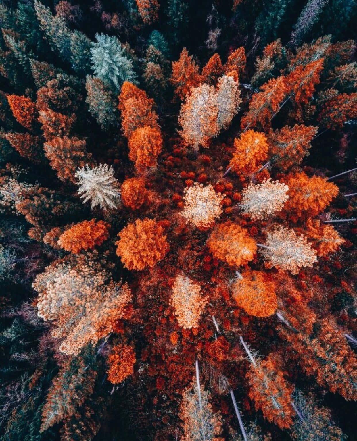 Image Capture the Colors of Fall with an Iphone — 1242x1535 wallpaper