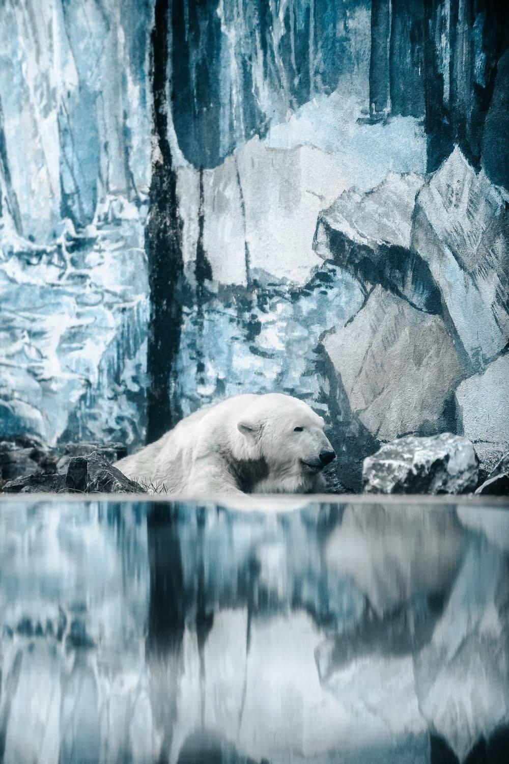 Image of a Polar Bear on an icy Lock Screen Background — 1000x1500 wallpaper