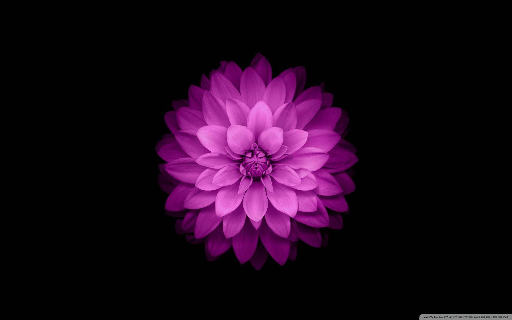 Intensely Colored Purple Flower Against the Unique Design of Apple — 1680x1050 wallpaper