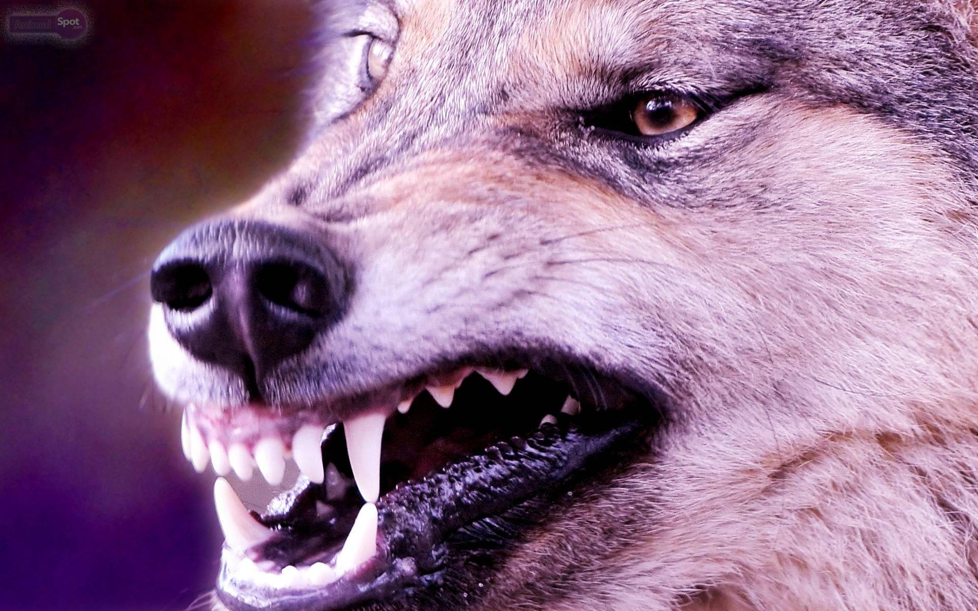 Intimidating Glare of an Angry Wolf — 1920x1200 wallpaper
