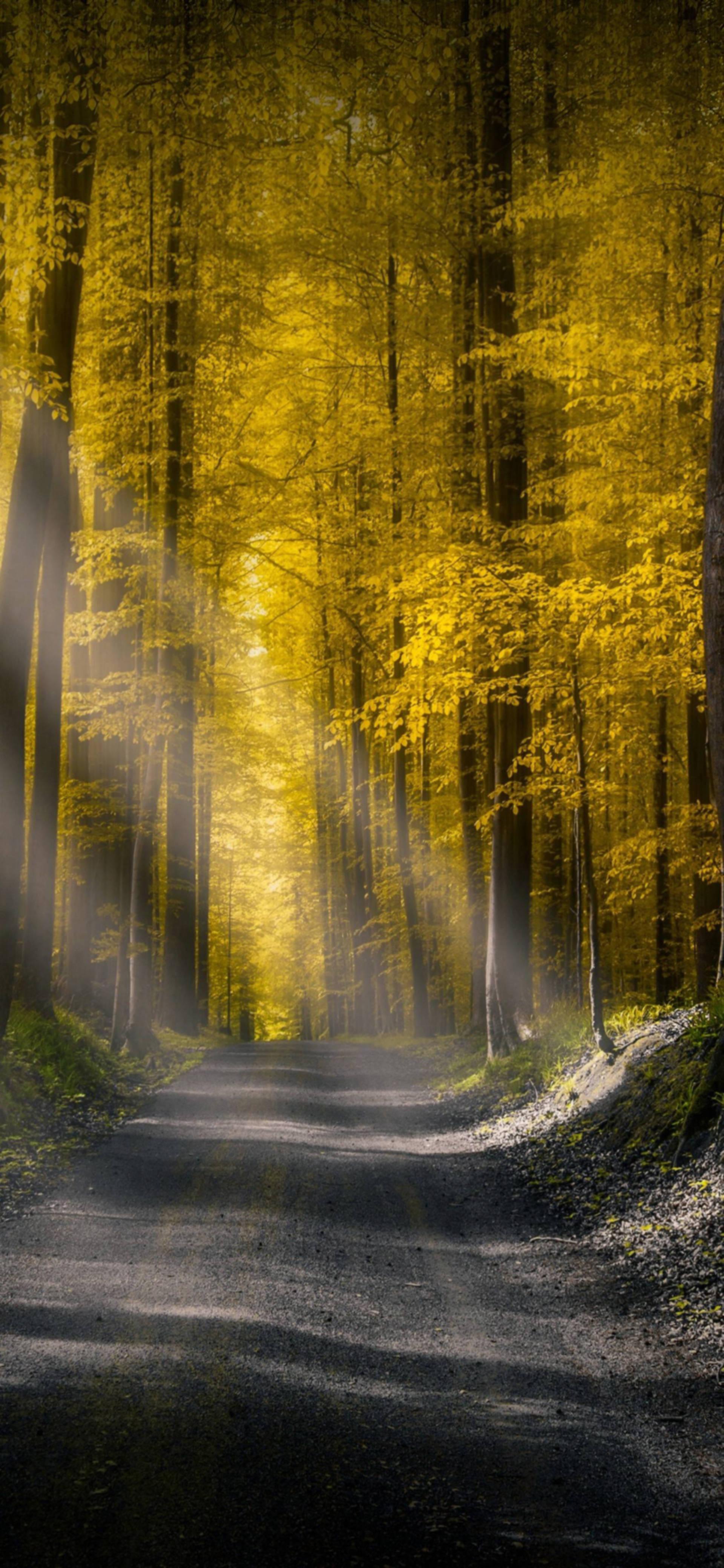 IPhone 13 Pro Max Autumn Forest — 1920x4155 wallpaper