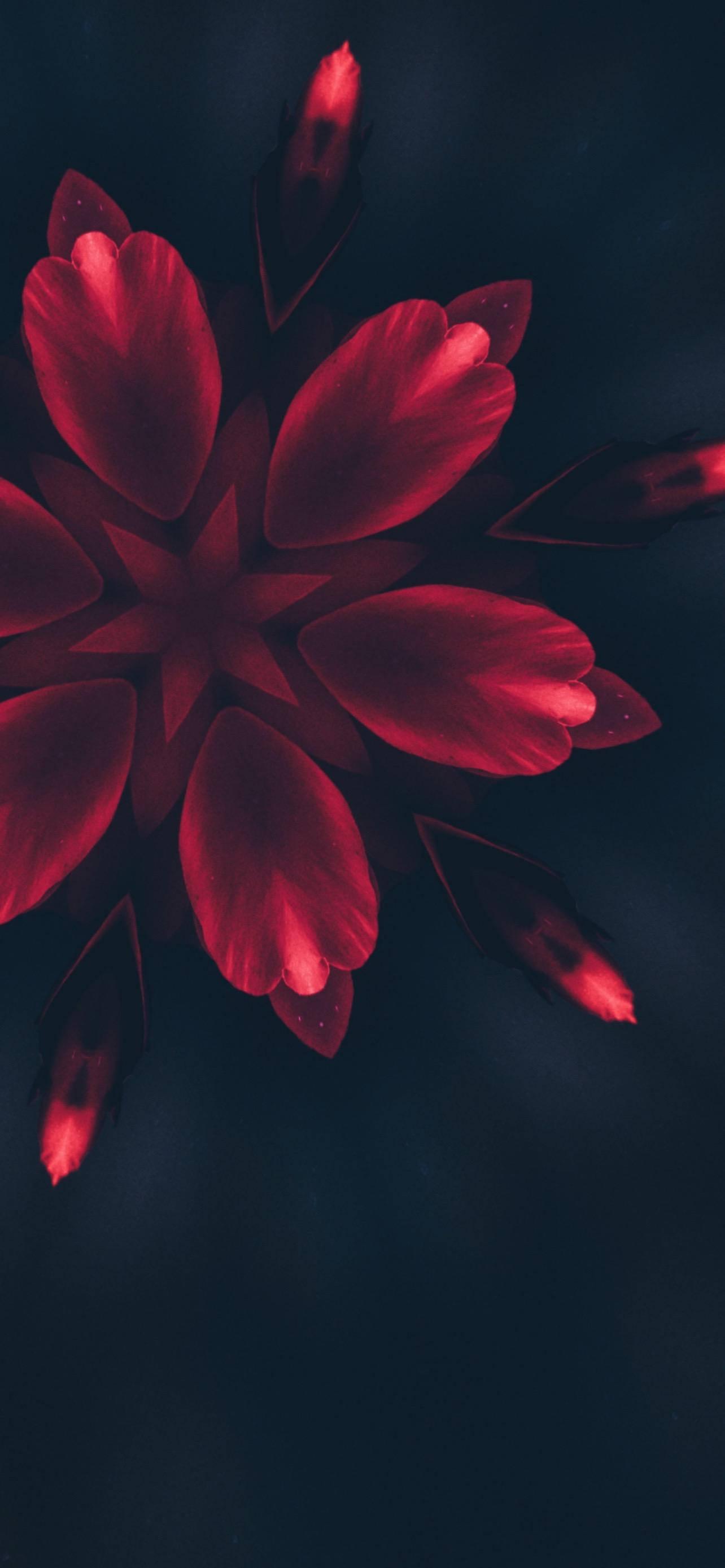iPhone 14 Pro Red Flower Petals