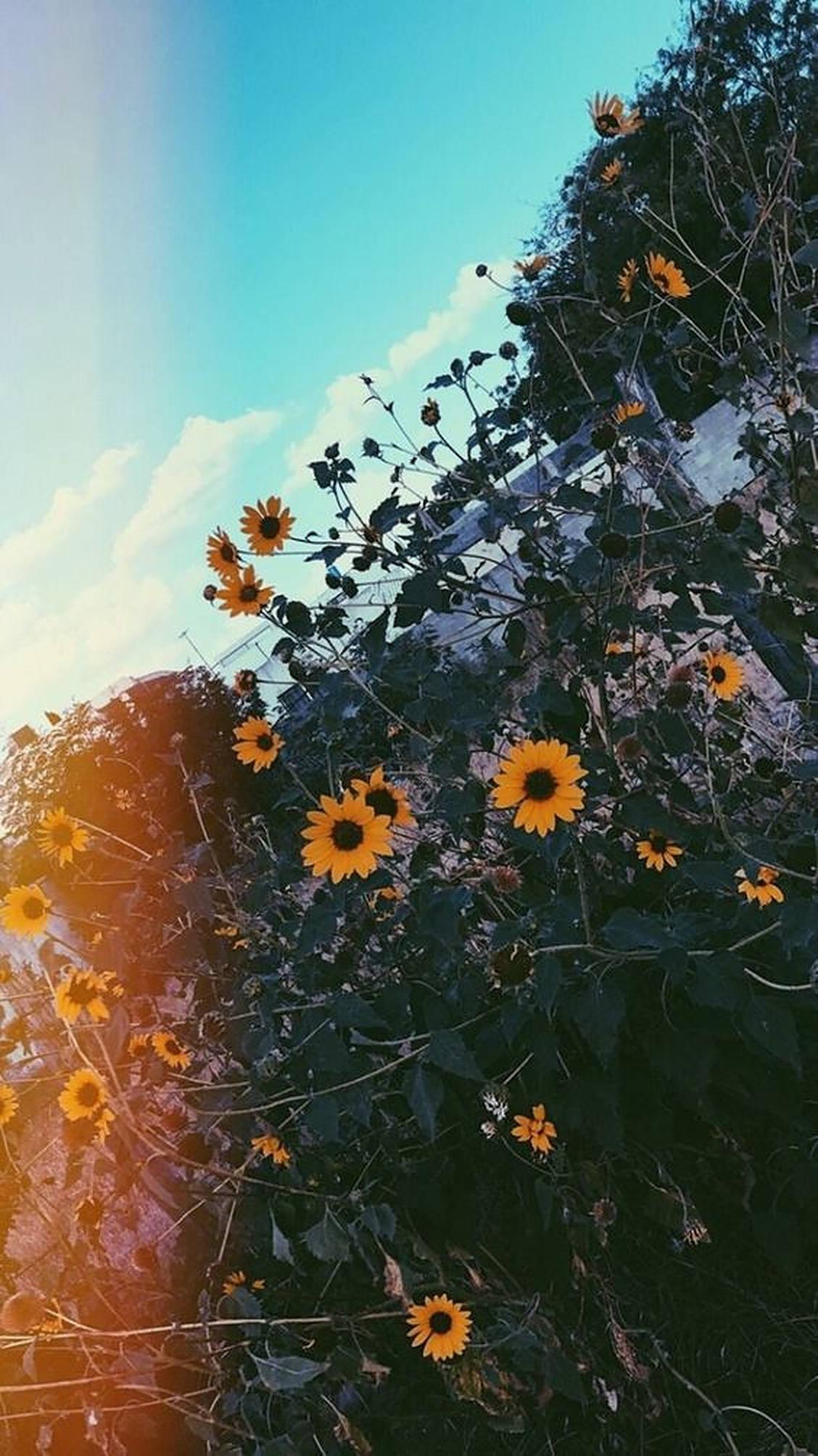 Iphone Aesthetic Camera Flare Flowers — 1128x2006 wallpaper