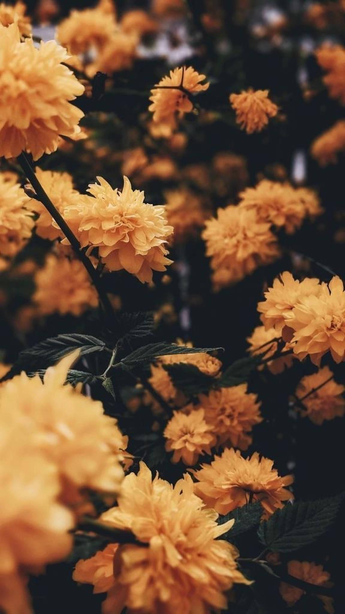 Iphone Aesthetic Yellow Flowers — 1152x2048 wallpaper