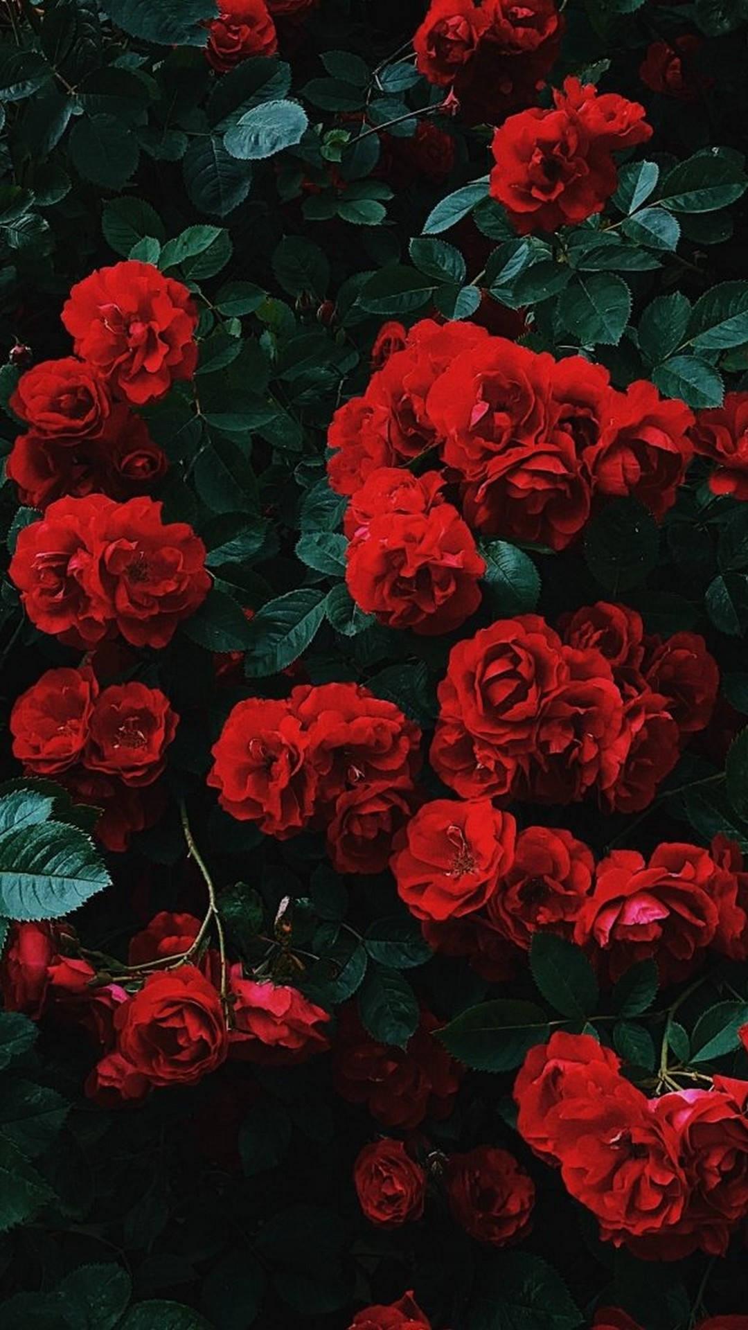 Iphone Red Aesthetic Flowers — 1080x1920 wallpaper