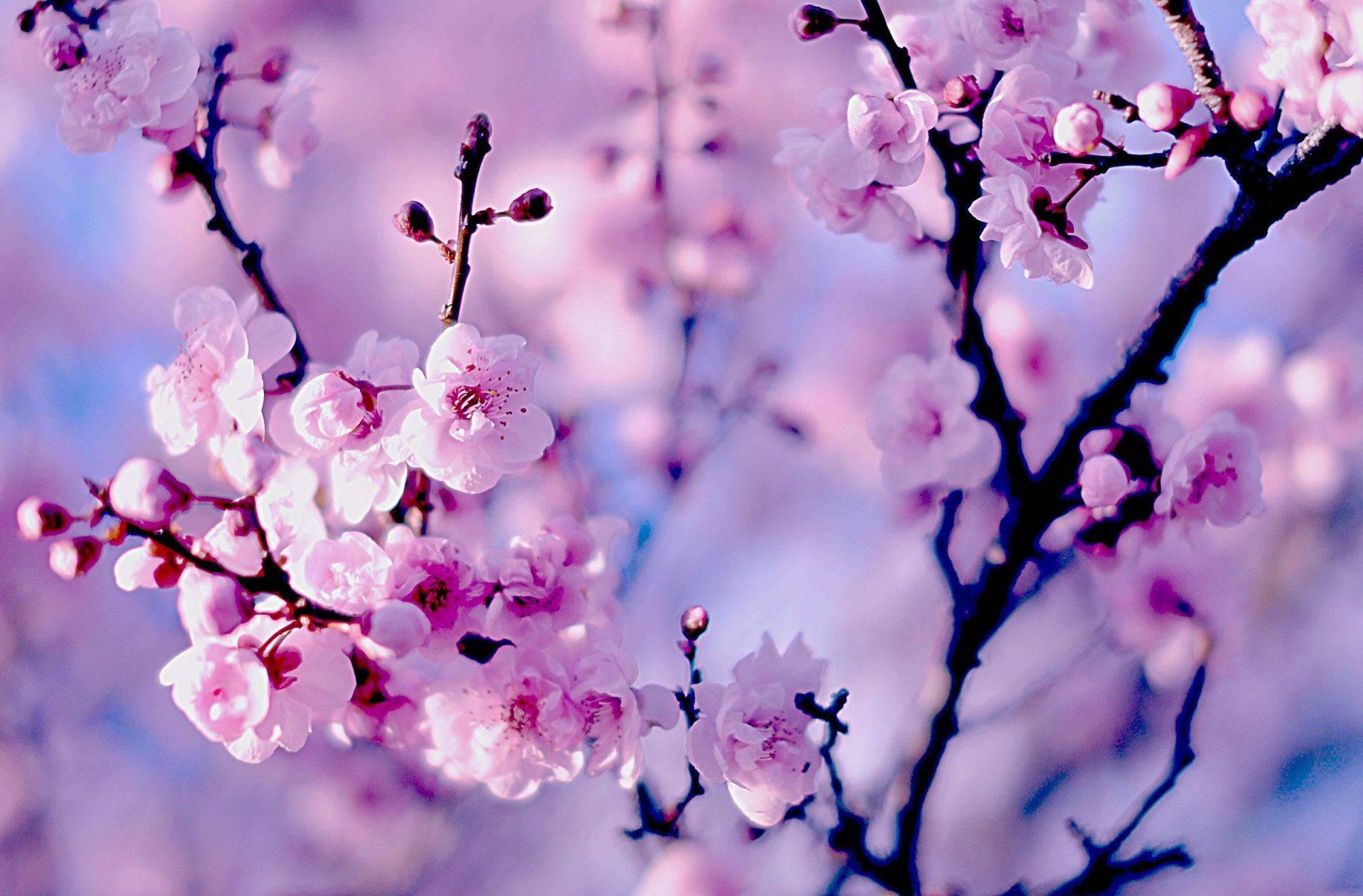 Japanese Cherry Blossoms — 1920x1263 wallpaper