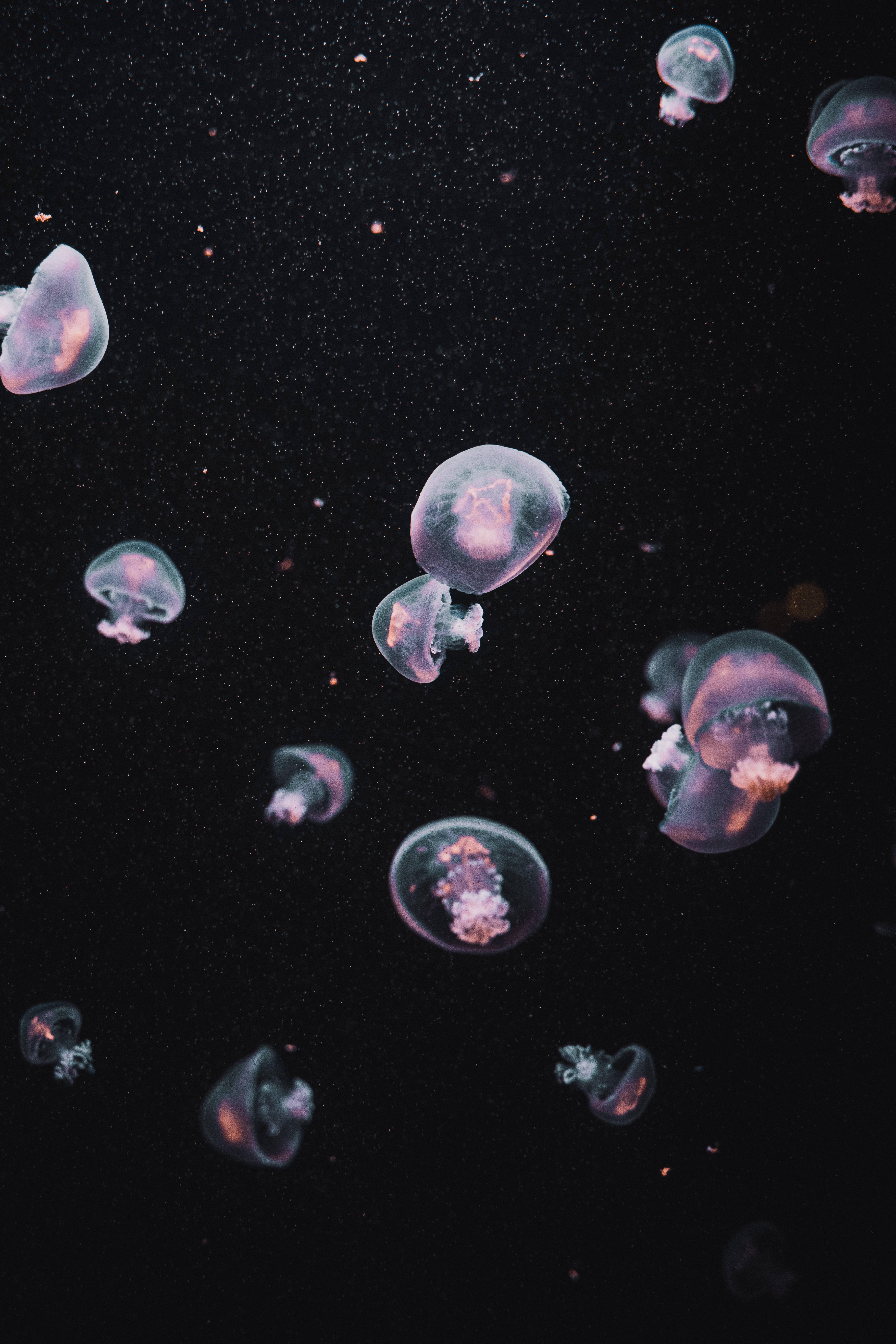 Jellyfish Dark Aesthetic — 5304x7952 wallpaper