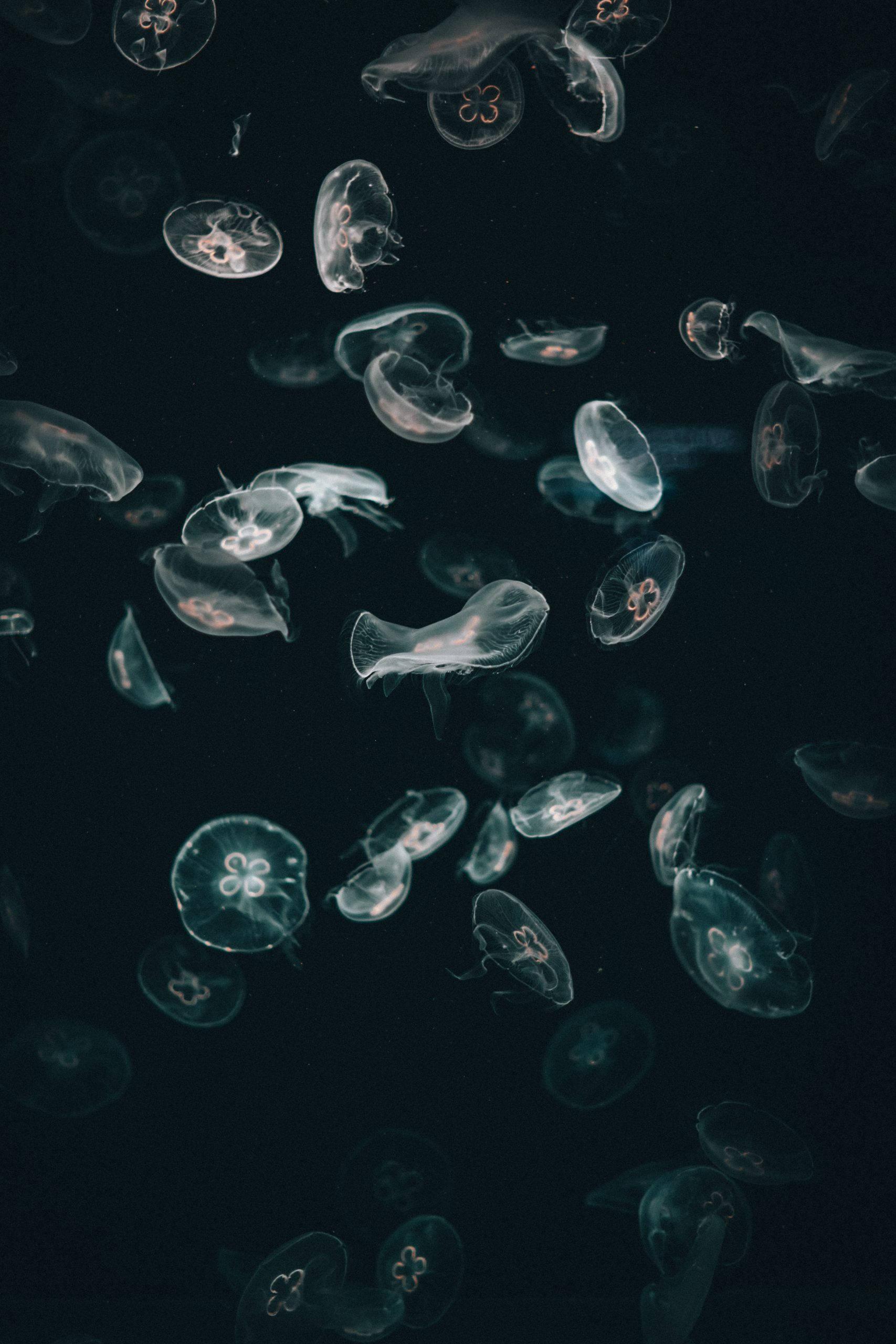Jellyfish iPhone Dark — 1707x2560 wallpaper