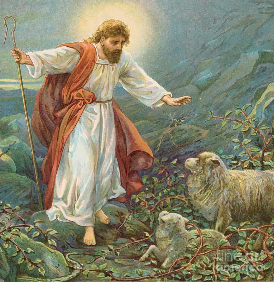 Jesus Christ With Trapped Sheep In Vines Picture — 874x900 wallpaper