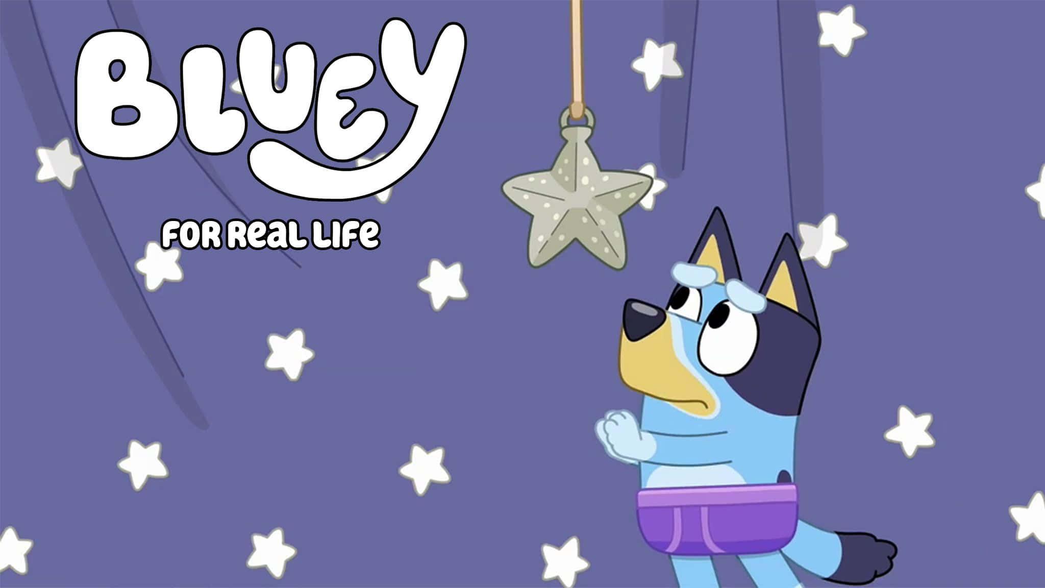 Join Bluey and Her Family On Their Adventures — 2048x1152 wallpaper
