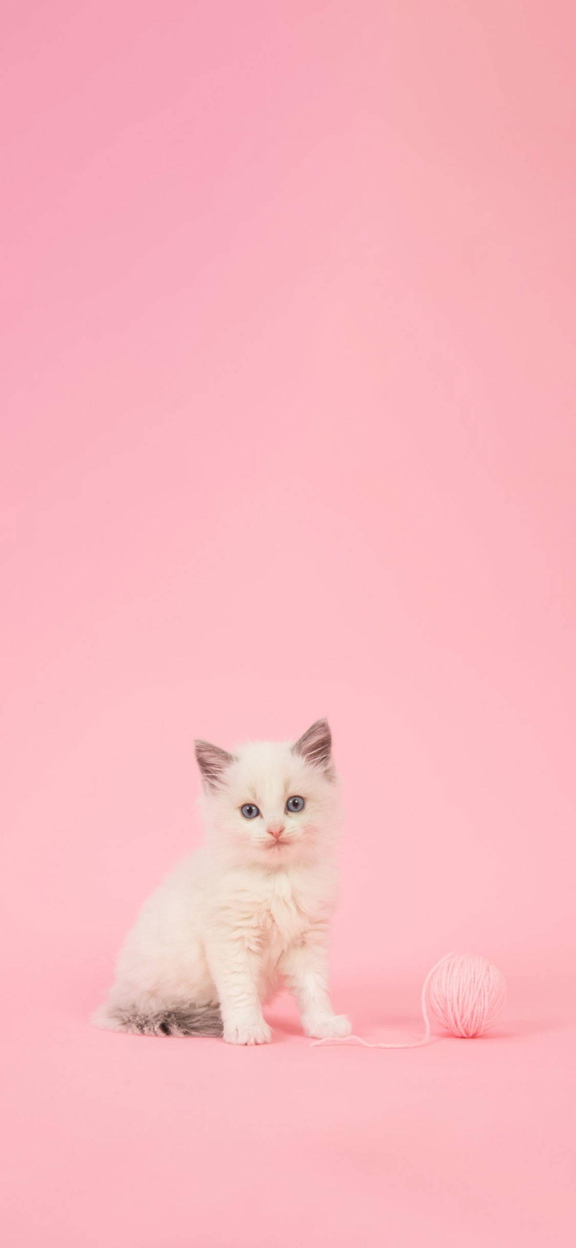 Kitten Girly iPhone — 1125x2436 wallpaper