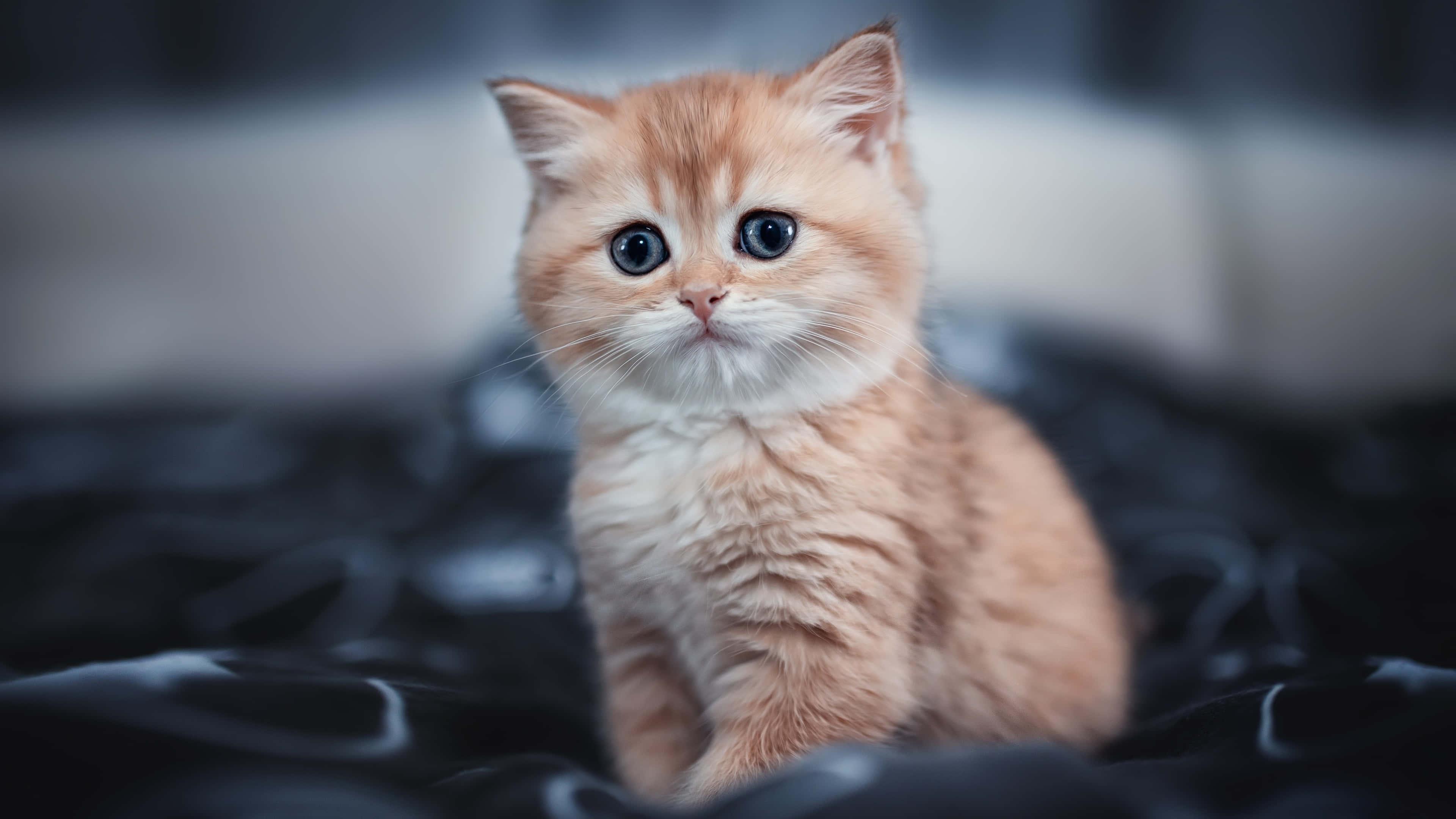 Kitten Stare Cute Cat PFP — 3840x2160 wallpaper