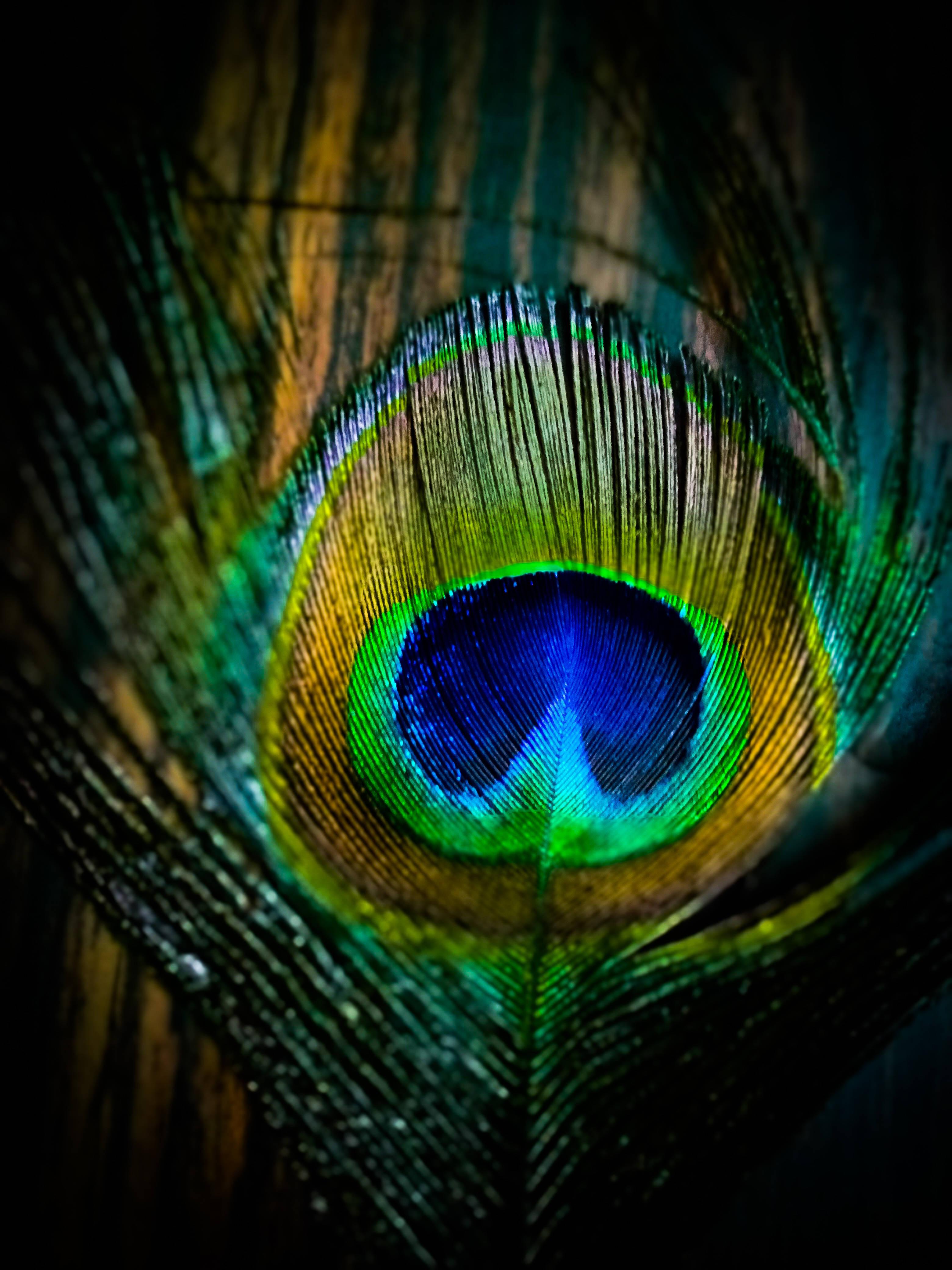Krishna Iphone Close-Up Peacock Feather