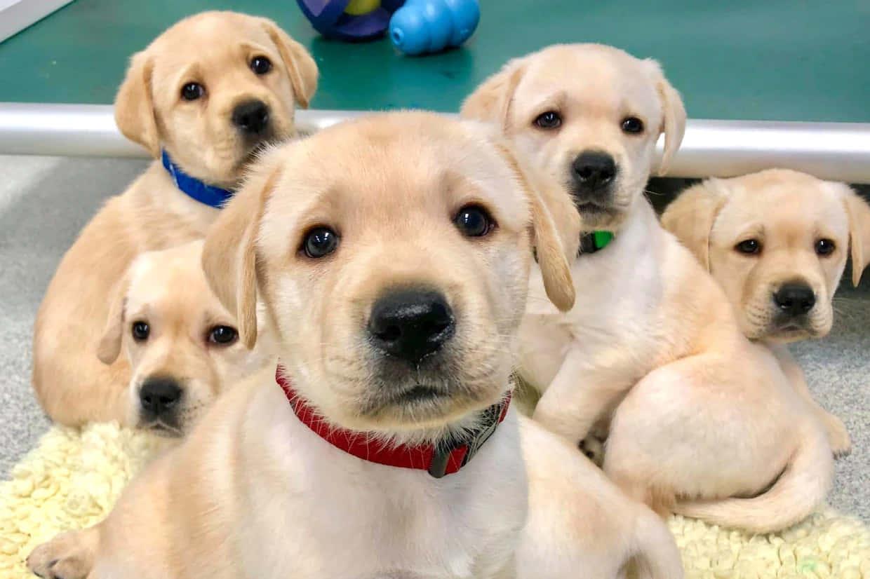 Labrador Retriever Puppy Group Picture — 1240x826 wallpaper