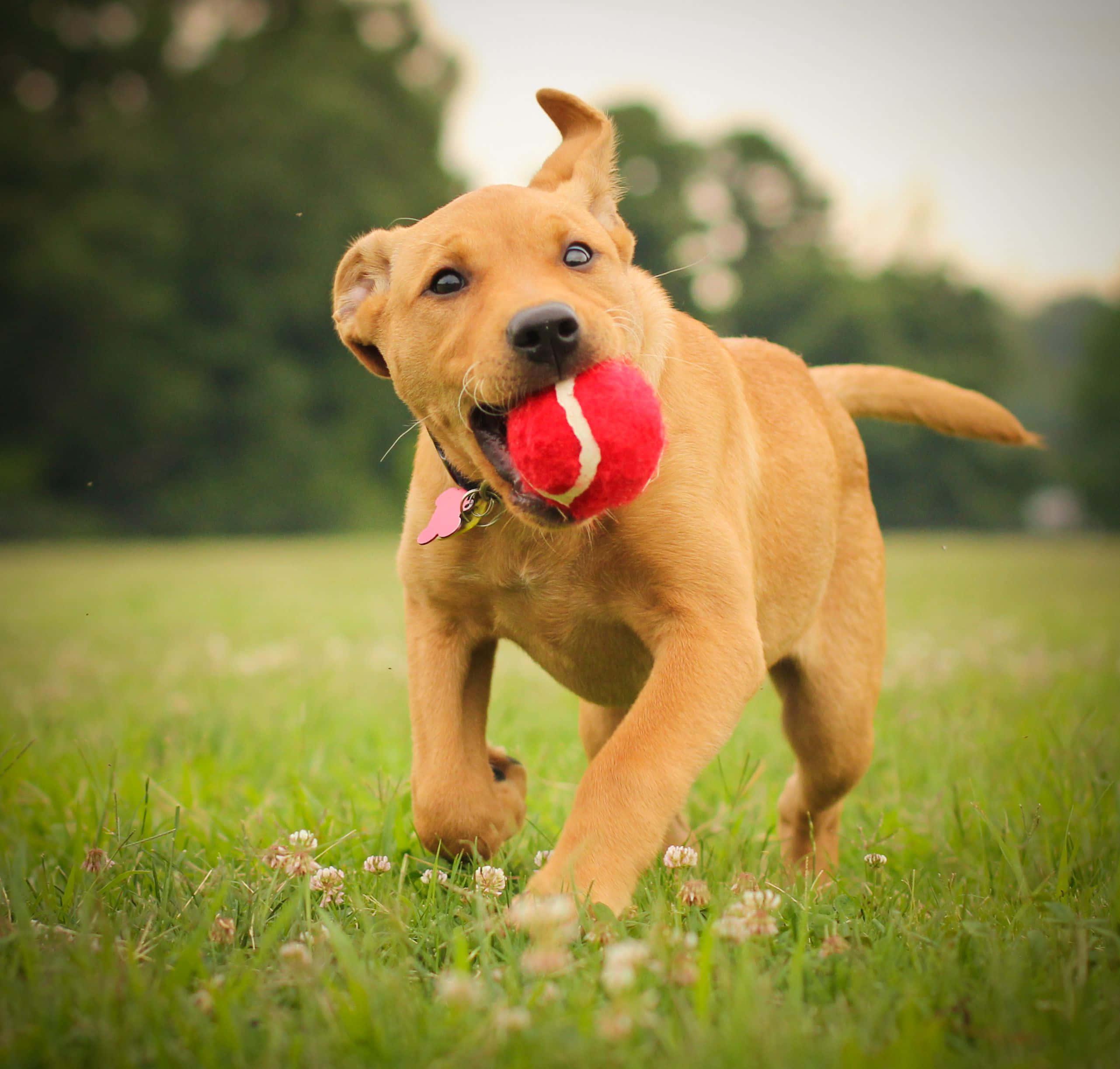 Labrador Retriever Puppy Playing Picture — 2562x2444 wallpaper