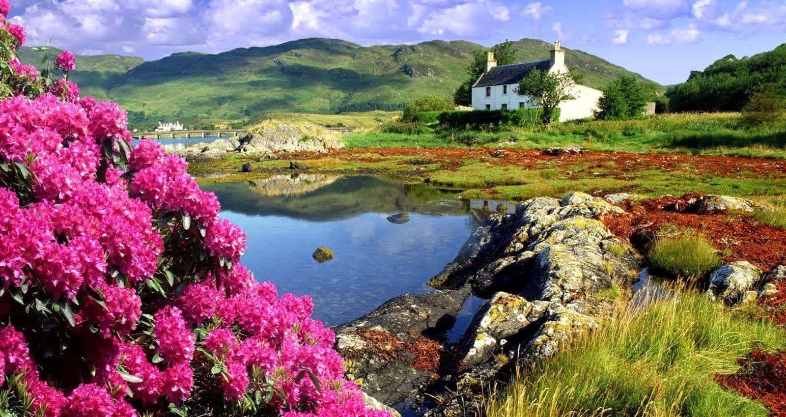 Lake Cottage With Pink Flowers Landscape Picture — 1600x849 wallpaper