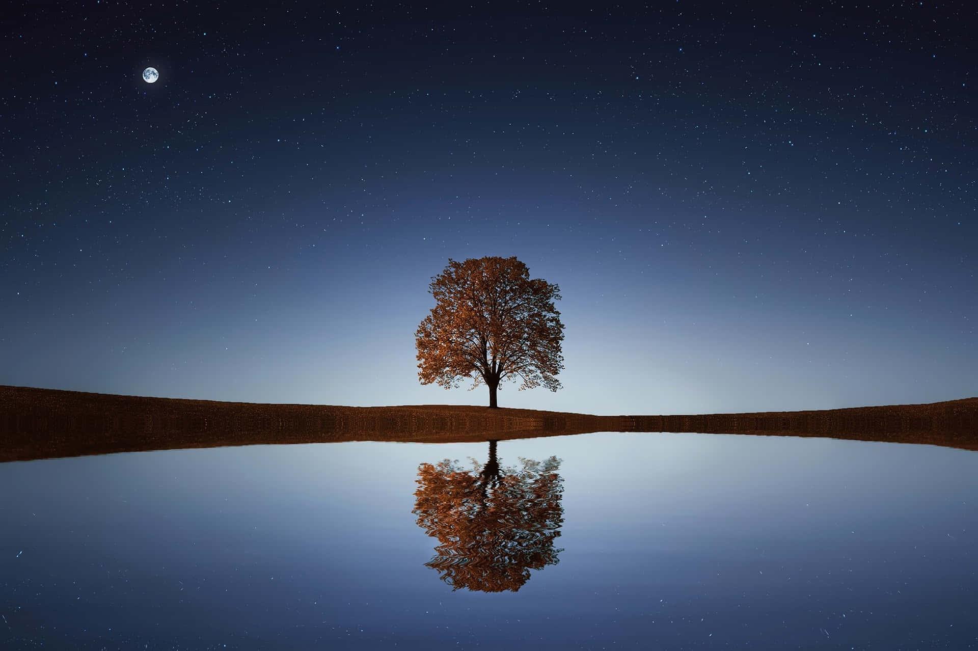Lake Tree And Moon Picture — 1920x1278 wallpaper