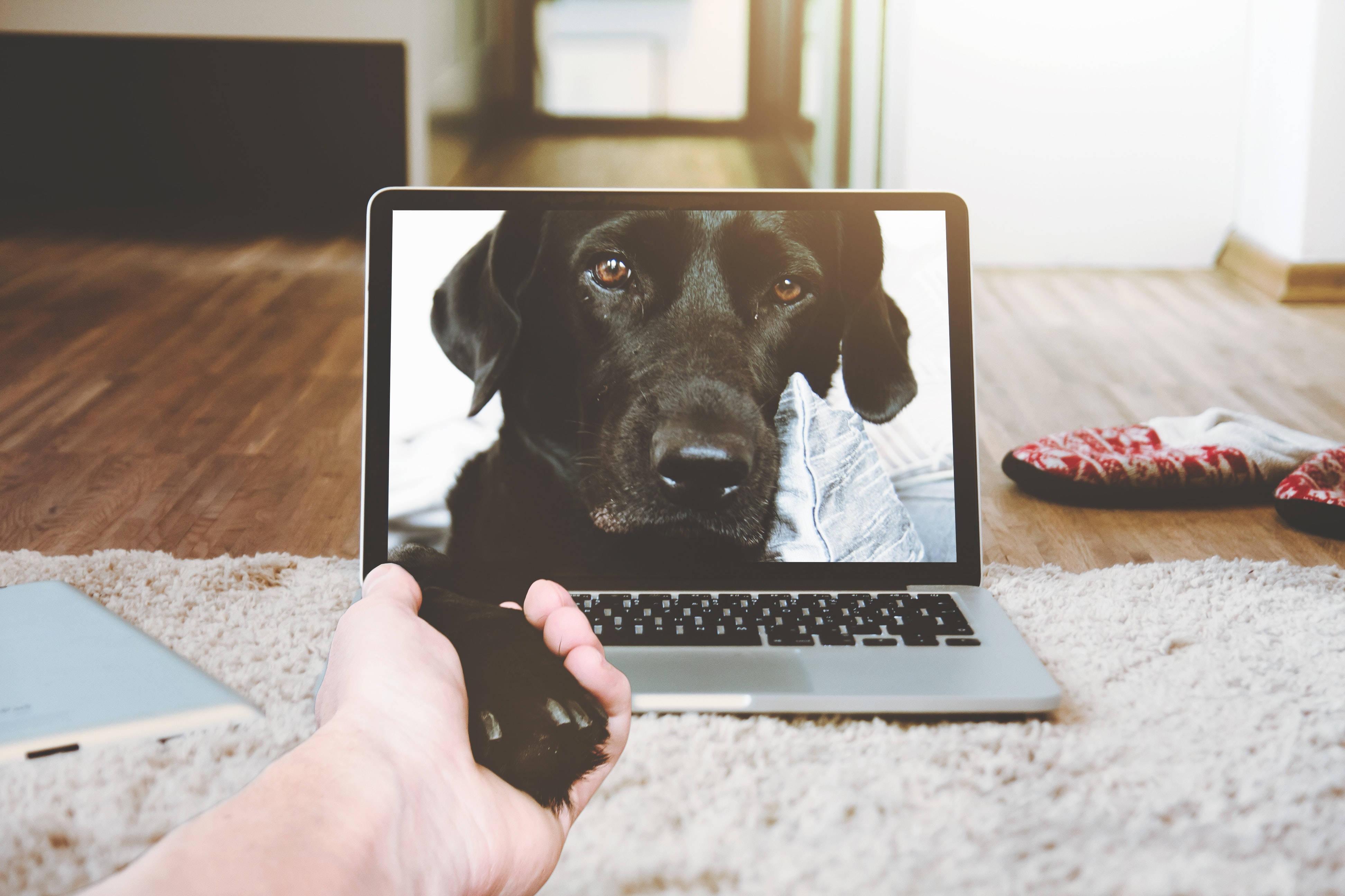 Laptop Displaying Dog — 3888x2592 wallpaper