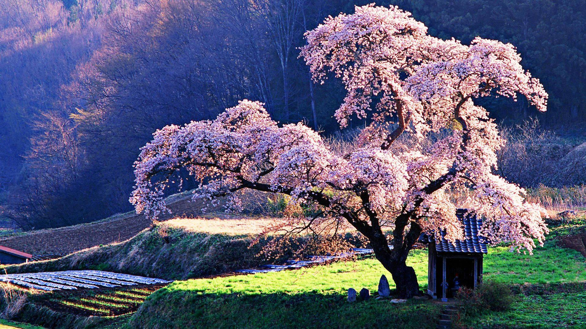 Large Cherry Blossom Tree — 1920x1080 wallpaper