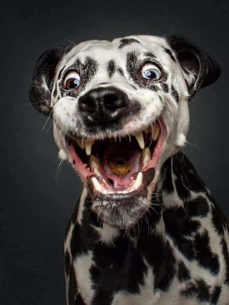 Laugh It Up! — 730x973 wallpaper