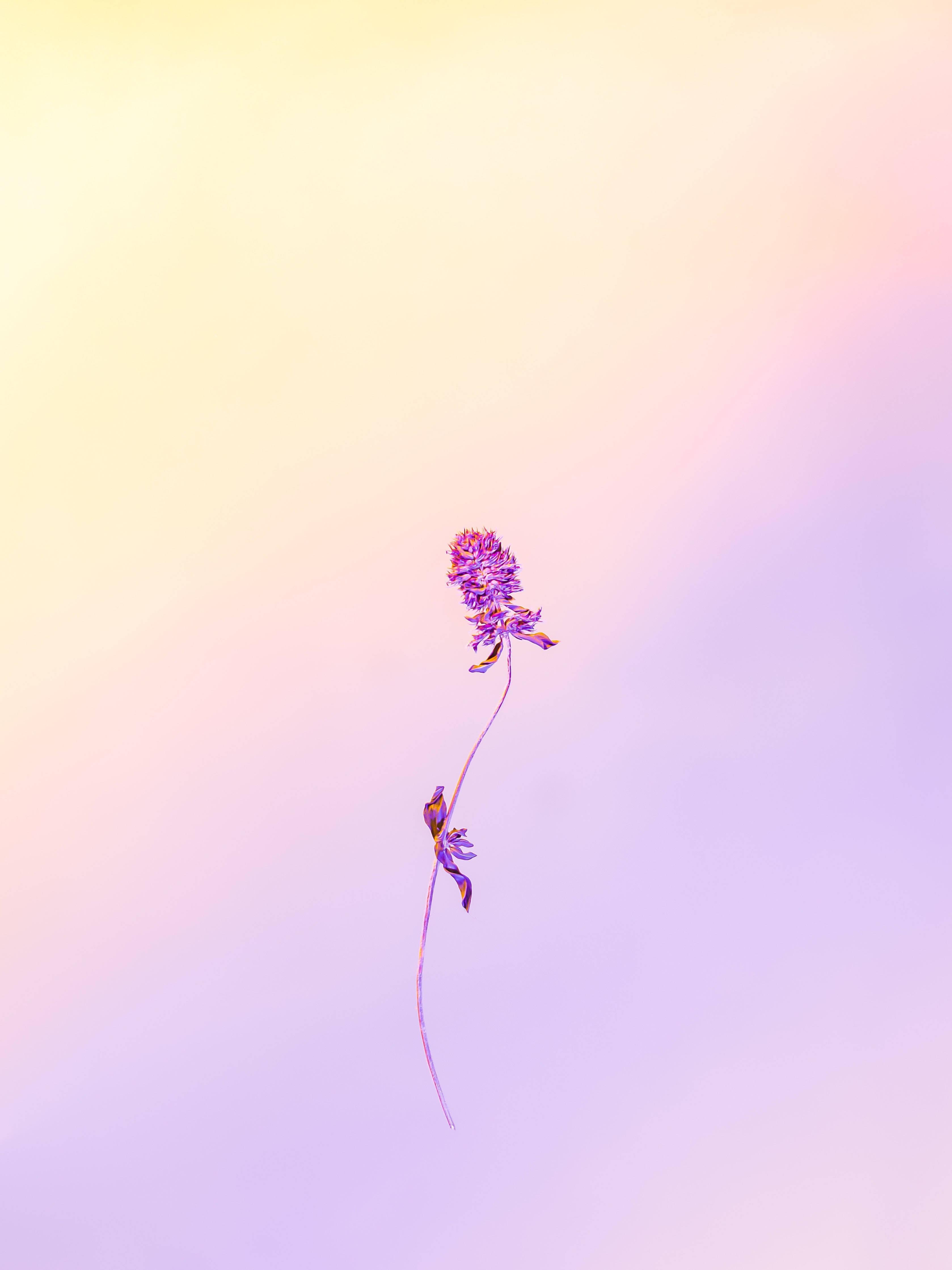 Lavender For Girly Lock Screen Iphone — 3357x4476 wallpaper