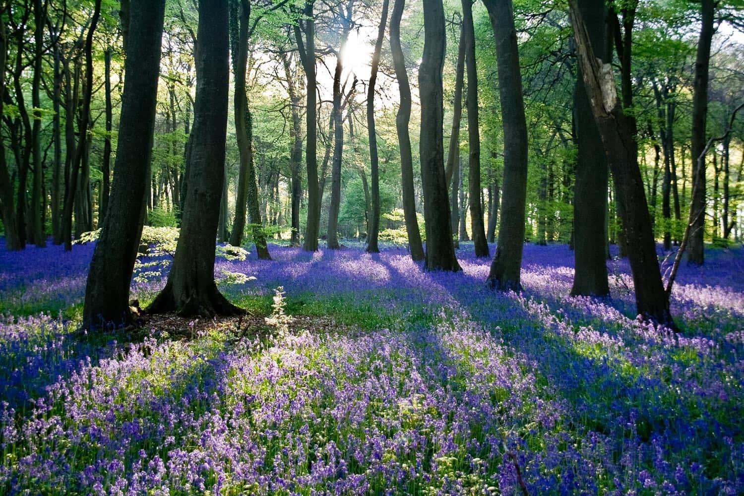 Lavender Forest Nature Picture — 1500x1000 wallpaper