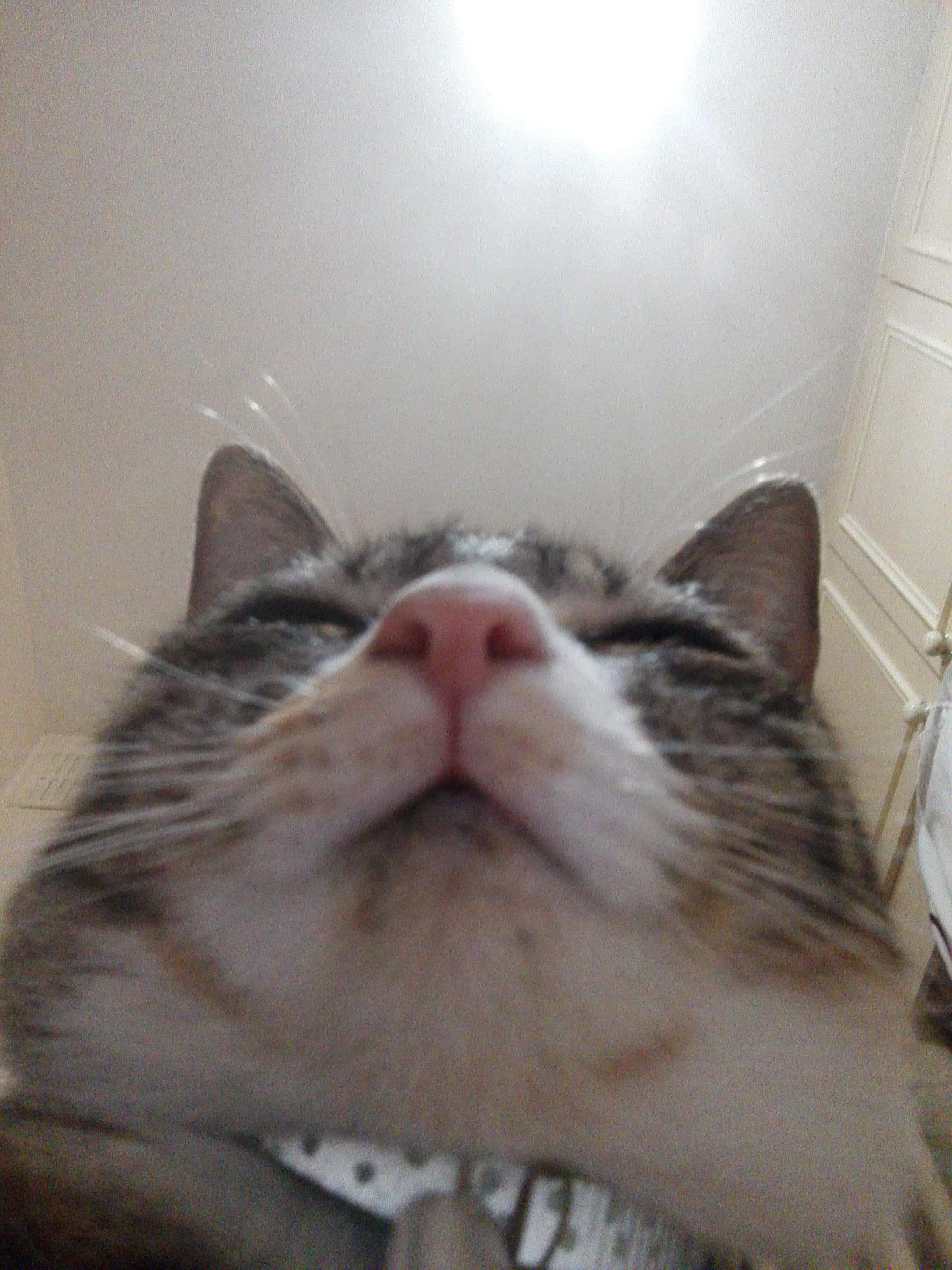 Lazy Cute Cat PFP — 2448x3264 wallpaper