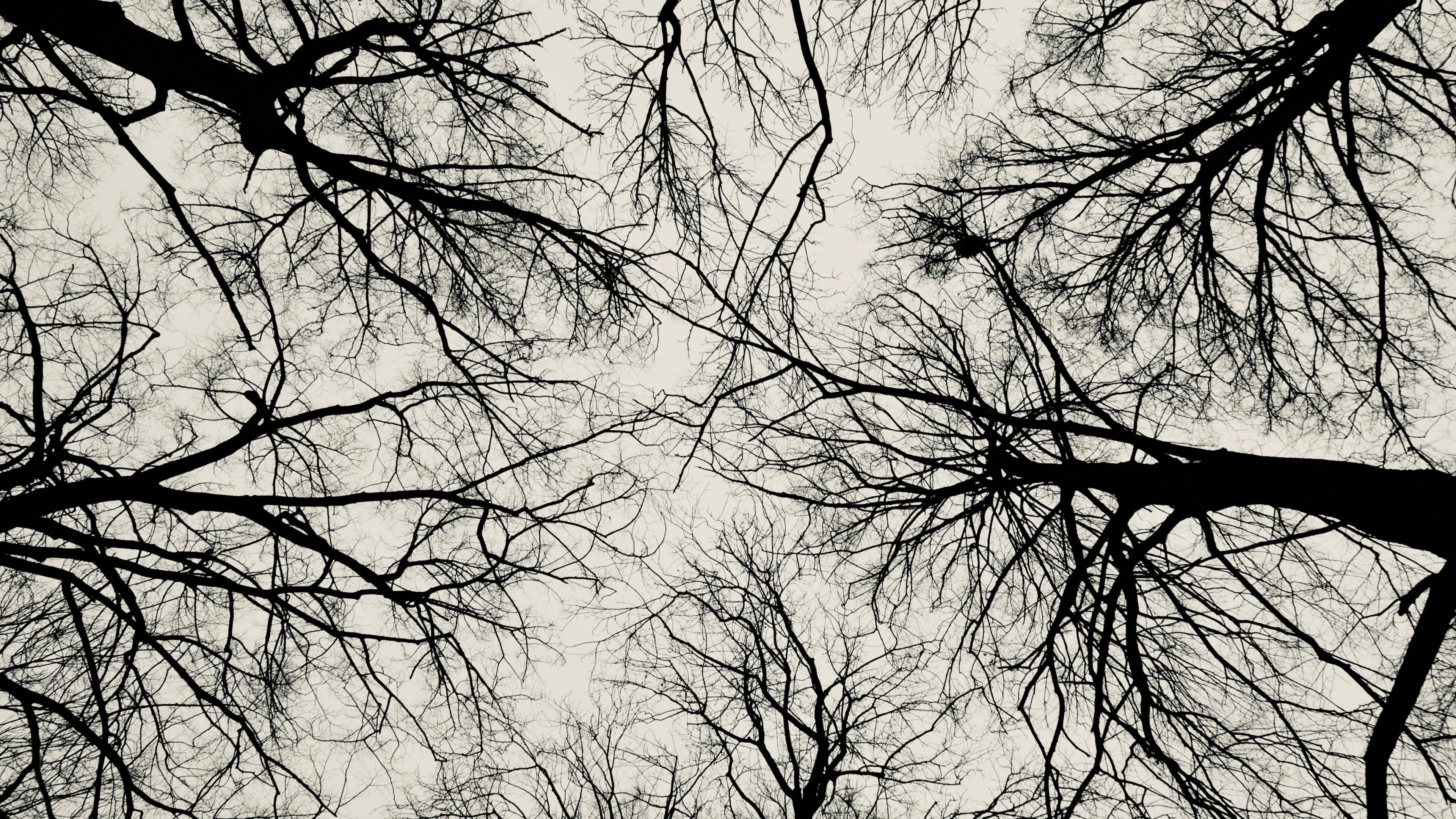 Leafless Trees Black Aesthetic — 3840x2160 wallpaper