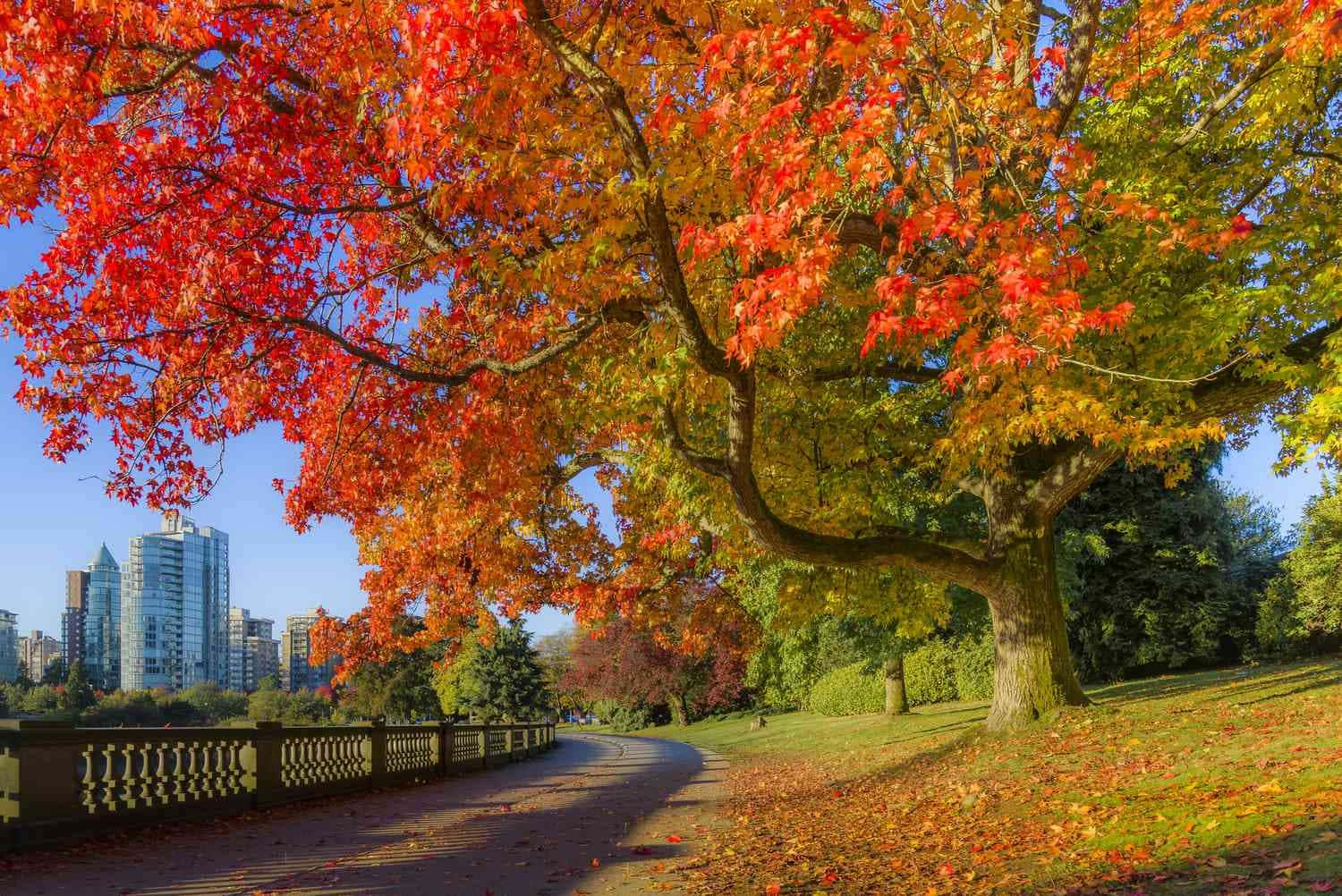 Leaves Falling in Autumn — 1500x1002 wallpaper
