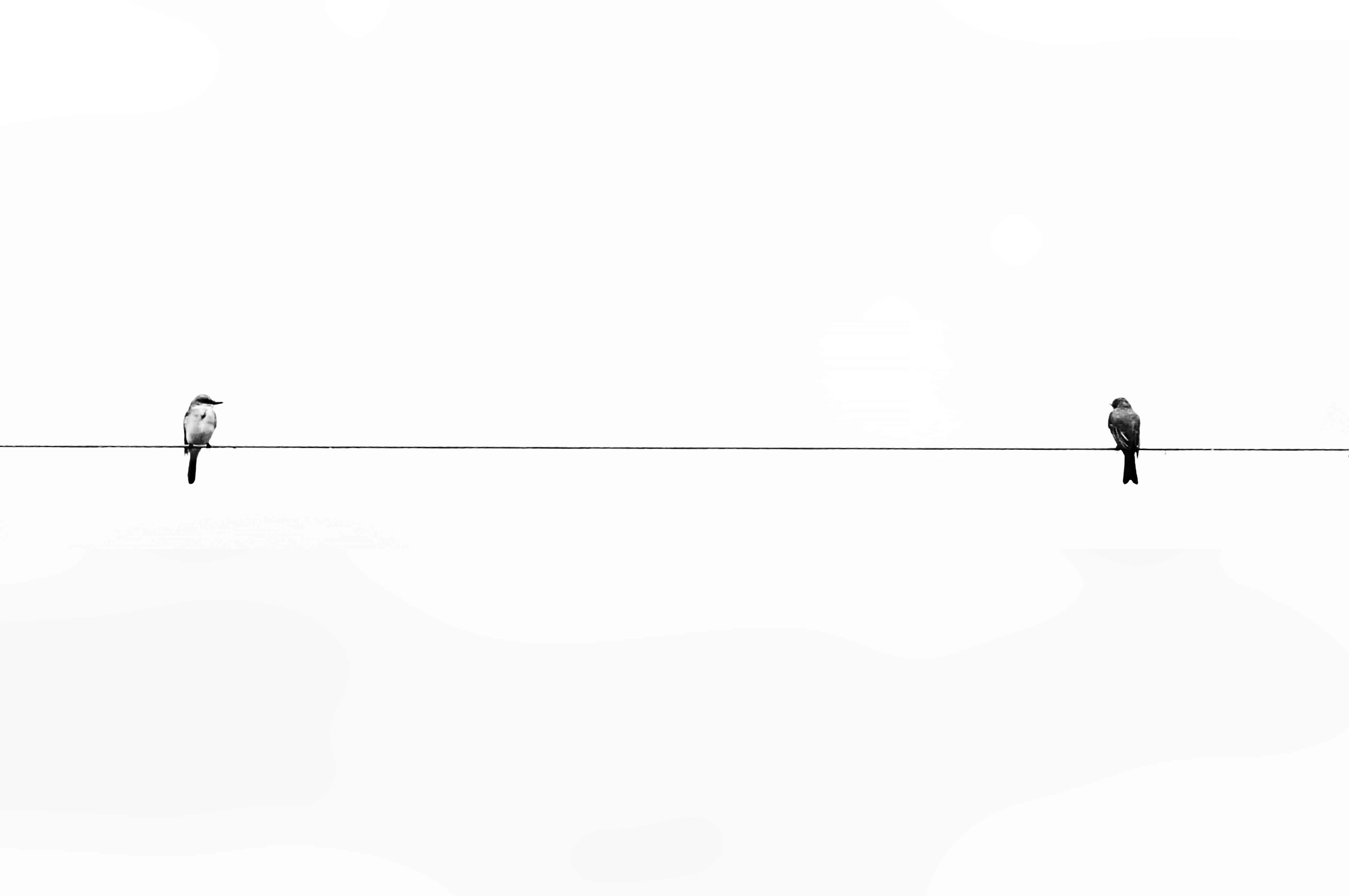 Let a little bit of white aesthetic beauty into your life — 4912x3264 wallpaper