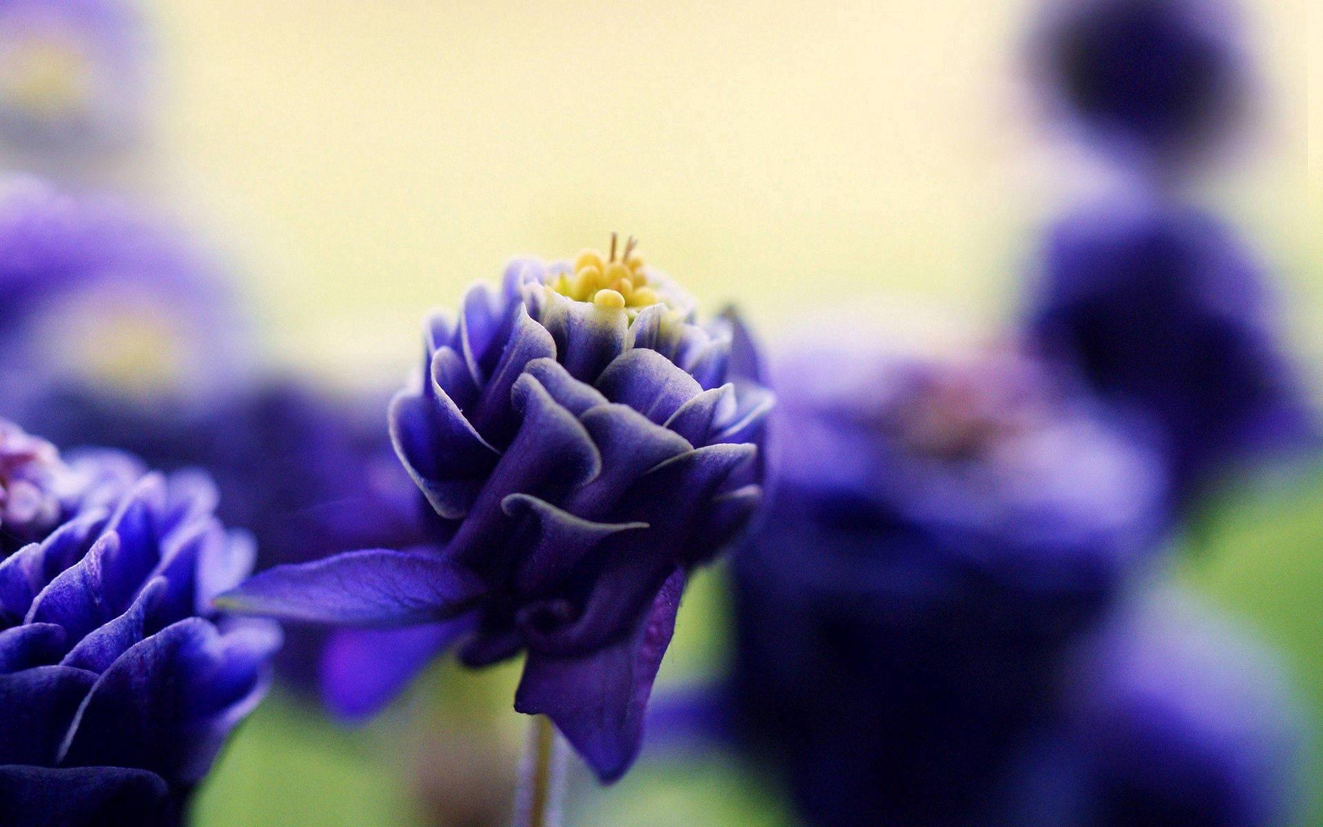 Let nature inspire your day with this beautiful purple flower. — 1920x1200 wallpaper