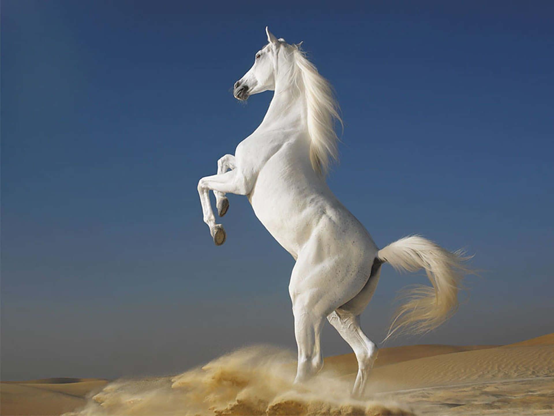 Let the Wild Horse Run Free — 1920x1440 wallpaper