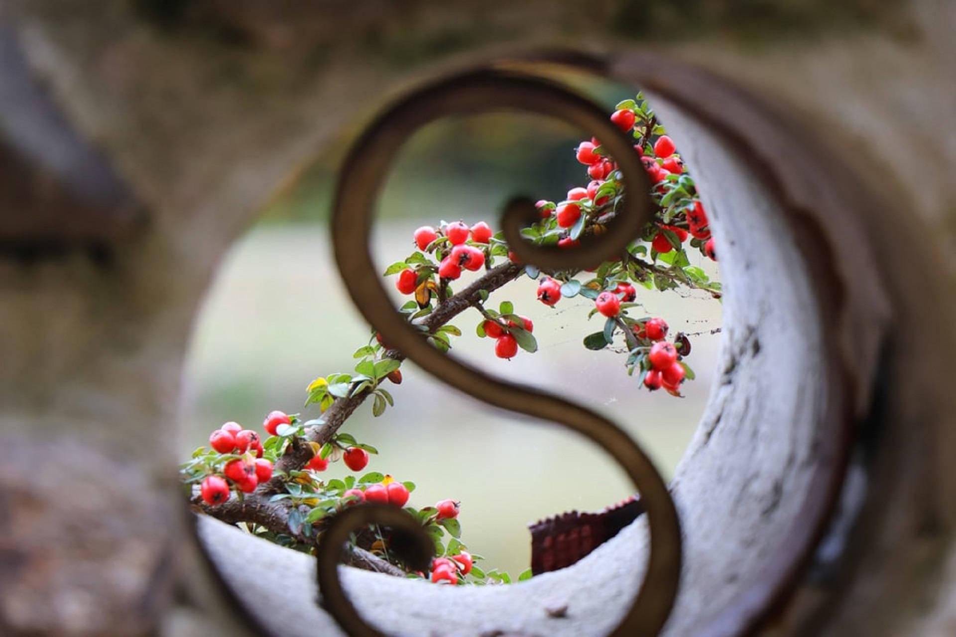 Letter S Design With Berries — 1920x1280 wallpaper