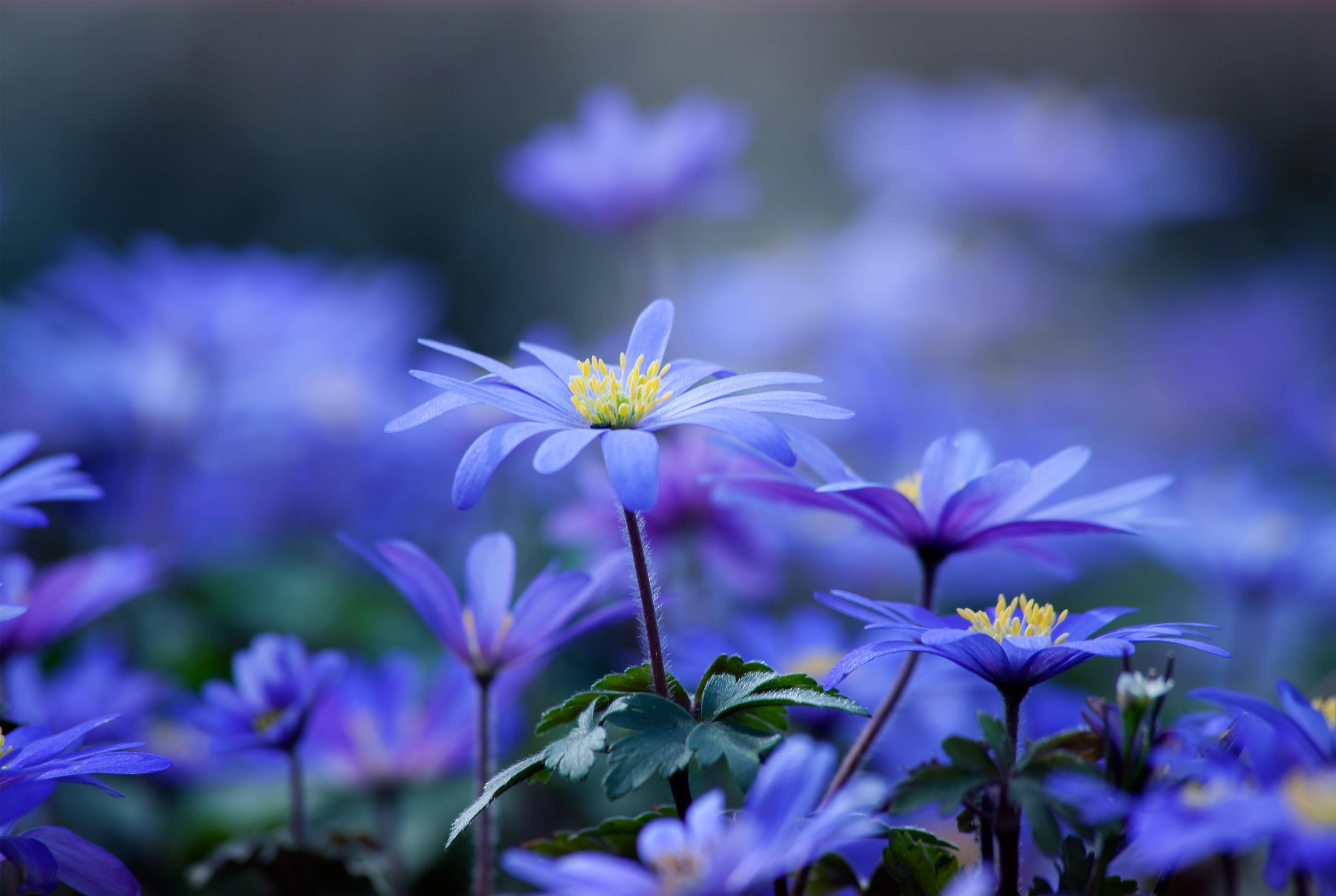 Light Blue Flower — 3508x2354 wallpaper