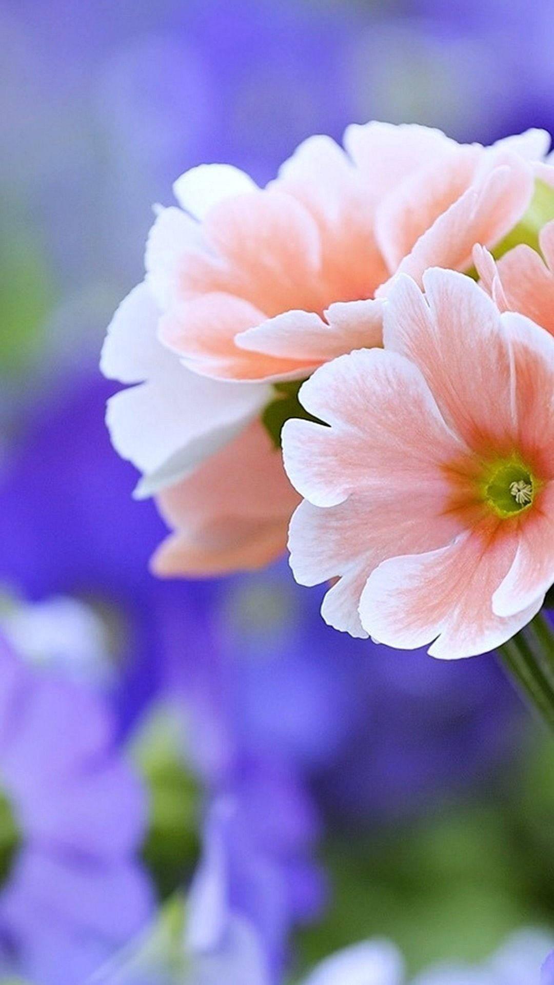 Light Pink Primrose Flower Mobile — 1080x1919 wallpaper