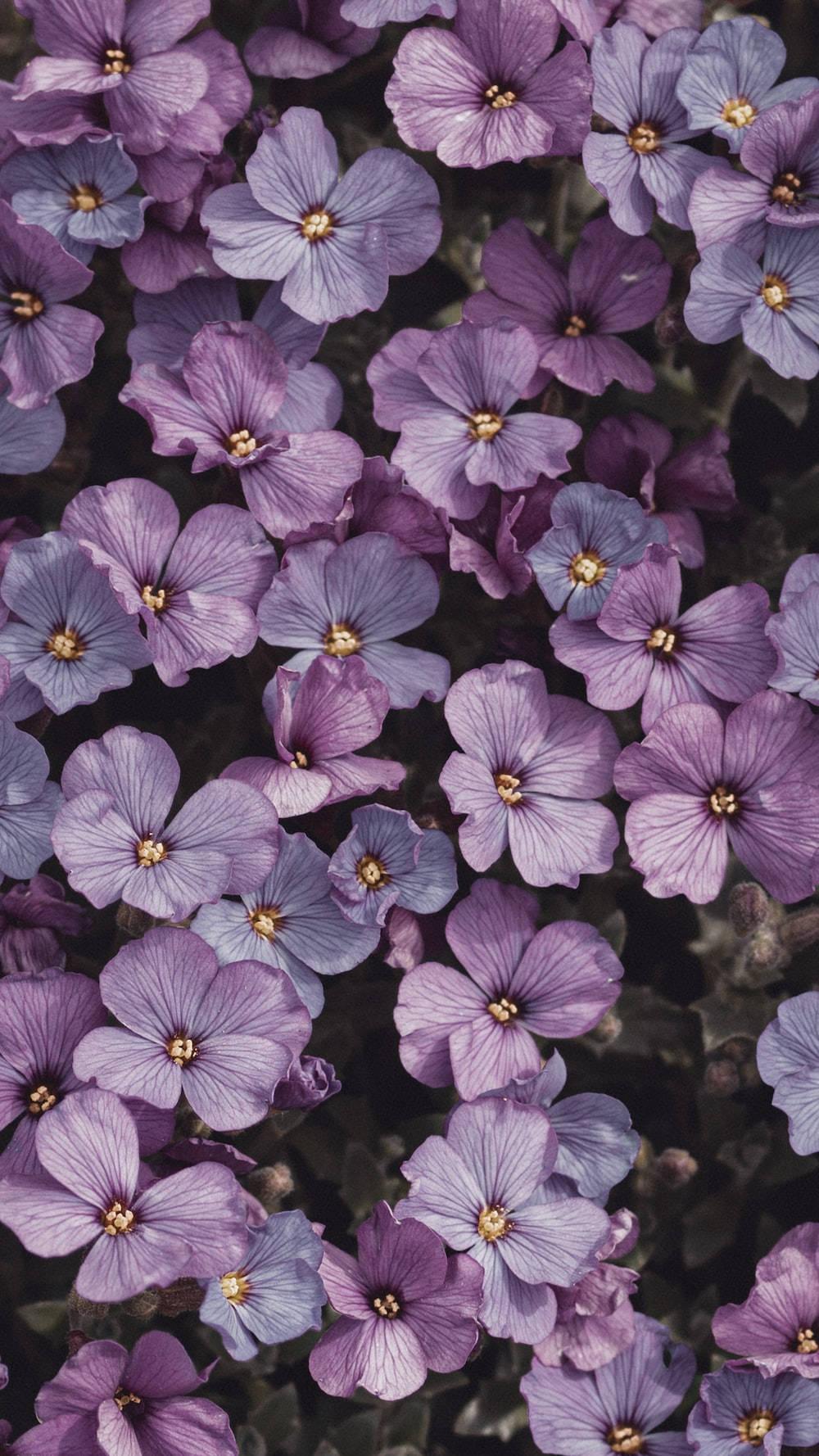 Light Purple Aesthetic Aubrieta Flowers — 1000x1778 wallpaper