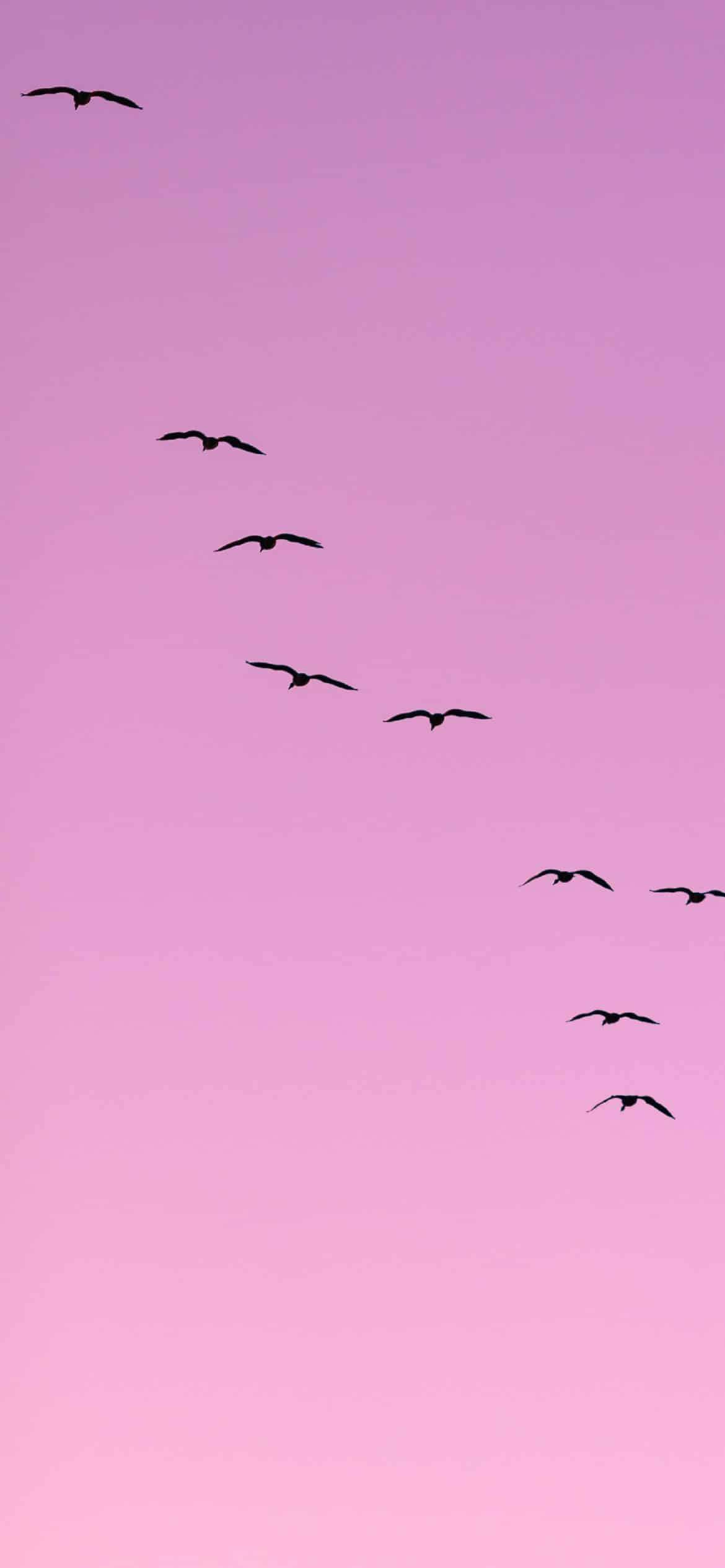 Light Purple Aesthetic Flying Birds — 1170x2532 wallpaper