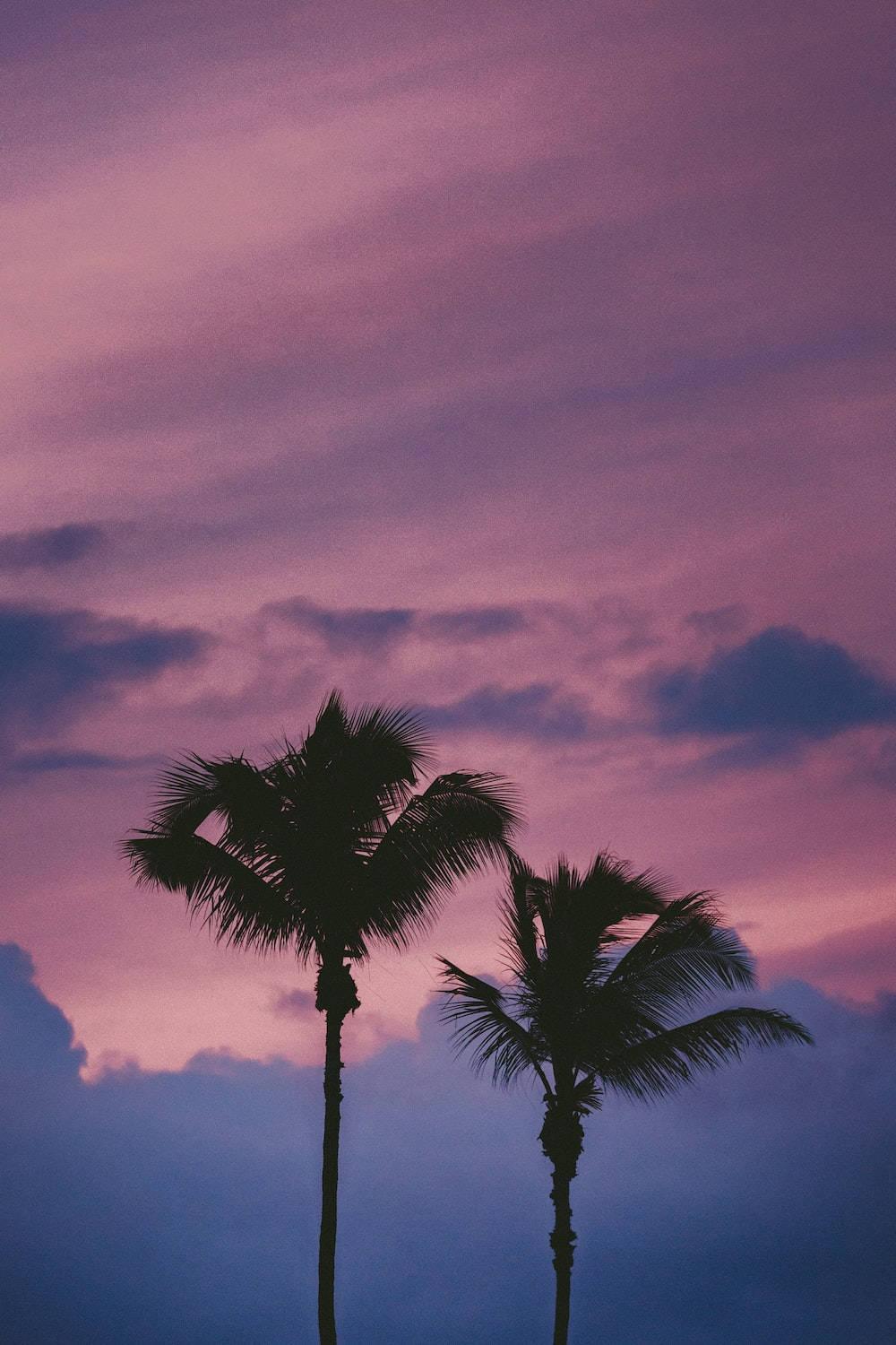Light Purple Aesthetic Palm Trees — 1000x1500 wallpaper